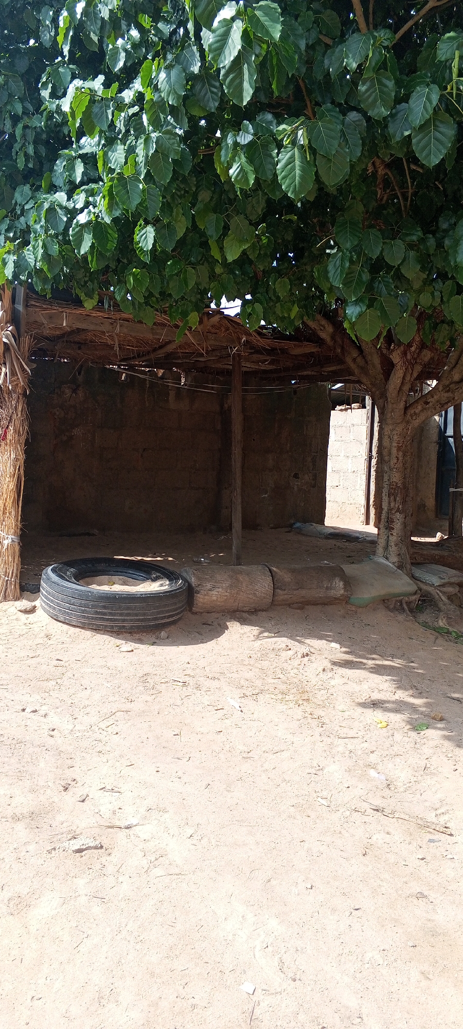 In Jalingo, Nigeria, an outdoor scene depicts a rough, open-sided shelter constructed with a thatched roof supported by wooden poles and straw walls. The shelter's rear wall is made of brown bricks. In front of the shelter, on the sandy ground, lies a black tire. Adjacent to the tire, a large, roughly cut wooden log is positioned, and further along, a sandbag lies on the ground. A large tree with dense green foliage is situated to the right of the shelter, casting shadows on the ground. The overall environment is dry and dusty.