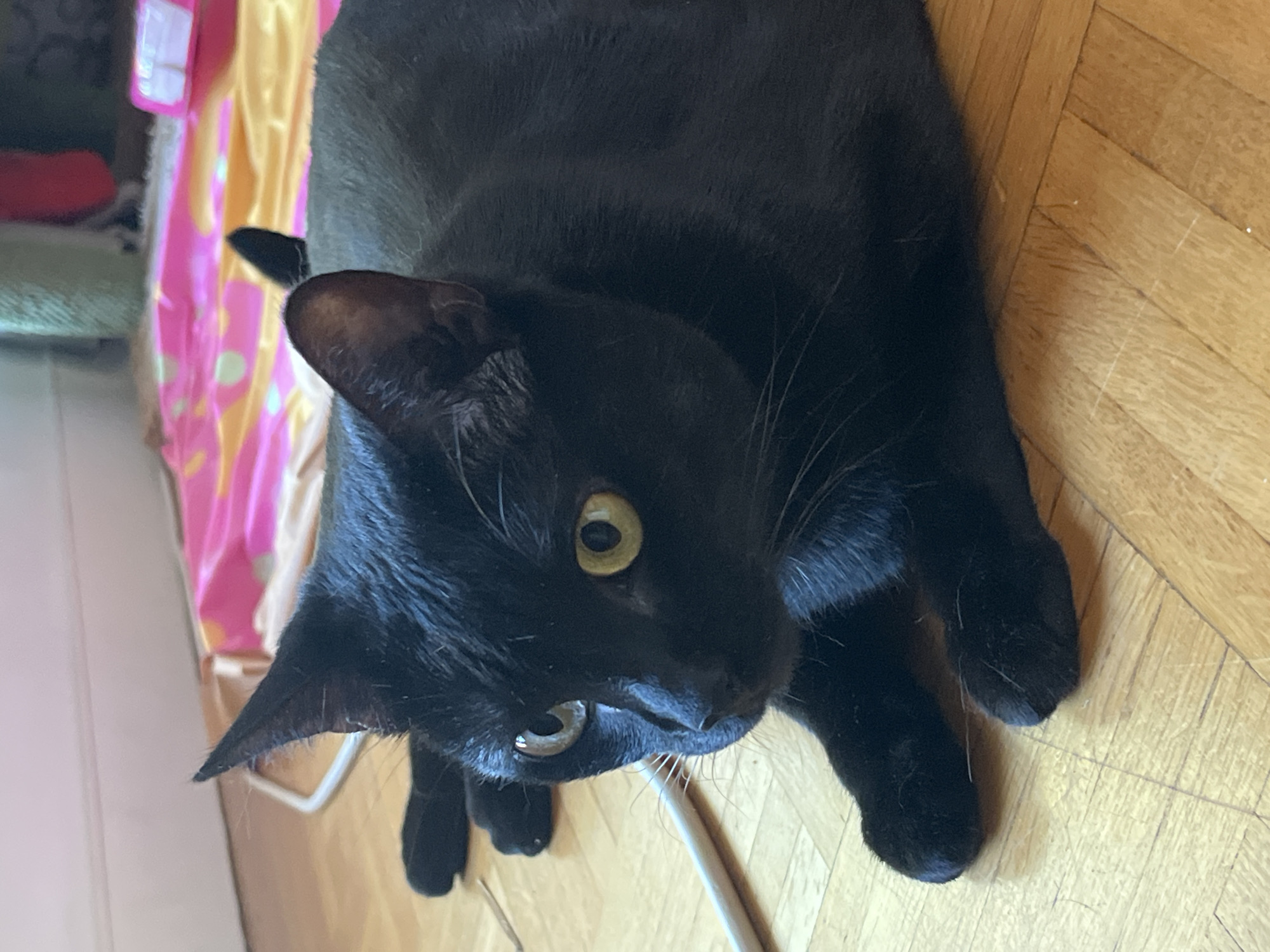 A close-up shot captures a sleek black cat resting on a light wooden floor. The cat is positioned in the foreground, with its body facing towards the right side of the frame, while its head is turned to look directly at the camera. Its luminous, light-colored eyes are wide open and attentive. The cat's ears are pointed upwards, and its whiskers are prominent. The background features a colorful blanket or mat with pink and yellow hues, possibly indicating an indoor setting within L'Haÿ-les-Roses, France. A white cable snakes across the floor in the lower left quadrant of the image, near the cat's front paws. The lighting appears to be natural, coming from an unseen source to the right.