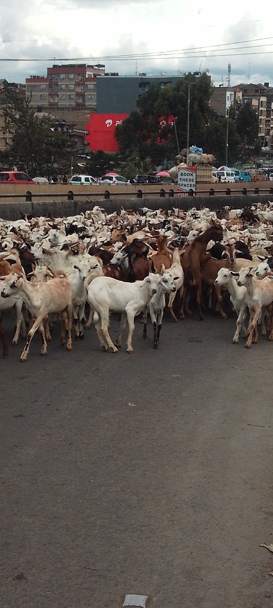 The image captures a bustling urban street scene in Nairobi, Kenya, under an overcast sky. The foreground is dominated by a very large, dense herd of goats, numbering in the hundreds, covering most of the asphalt road. These goats display a variety of colors, including white, brown, beige, and black, and appear to be tightly packed, some standing still while others seem to be moving.
Behind the mass of goats, an elevated concrete barrier separates the immediate foreground from an upper road or bridge where several cars of various colors (red, white, green, silver) are visible. Further in the background, a lower street level reveals more traffic, including multiple white and blue vans or minibuses, characteristic of Nairobi's "matatu" public transport.
The backdrop consists of numerous multi-story buildings, suggesting a dense urban environment. A prominent building features a large red facade with the white "airtel" logo clearly displayed. Green trees are scattered among the buildings and roads, and power lines crisscross the cloudy sky.
A small white sign is visible above the goat herd, near the elevated road, bearing the text "BOOK THESE SPACES" and a partial phone number "0725 65...". The scene portrays an unusual juxtaposition of a large livestock herd within a busy city landscape during what appears to be daytime with subdued light due to cloud cover.