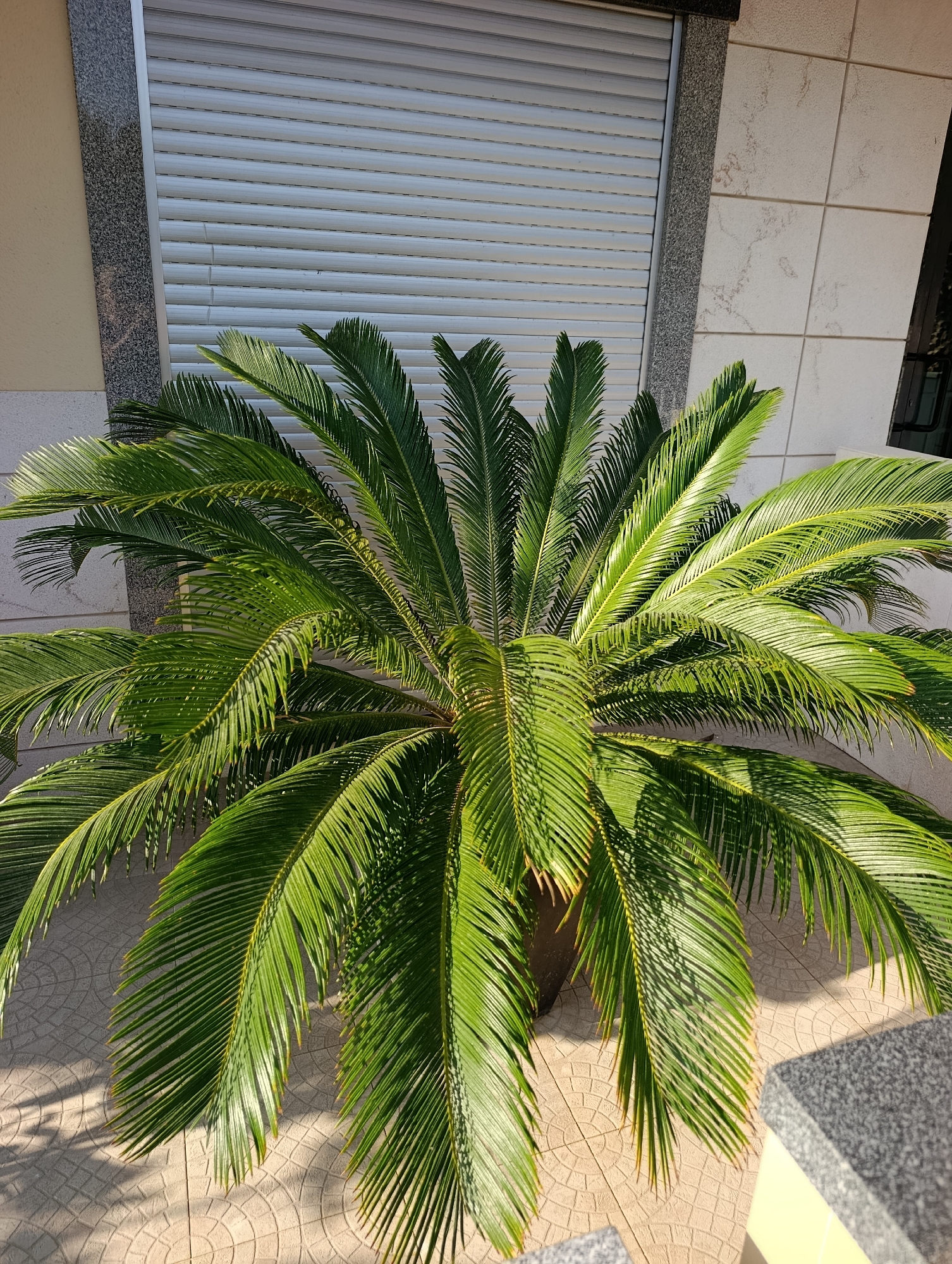 A mature sago palm is centered in the frame, its fronds fanning out across a patterned tiled ground. The palm is potted in a dark planter, partially visible at the base. Behind the palm, a grey rolling shutter is mounted on a wall. To the left of the shutter, a section of the wall features a rough, speckled granite finish, transitioning to a lighter colored facade. To the right of the shutter, the wall is clad in large, cream-colored square tiles with subtle grey veining. The ground is paved with light beige tiles, arranged in a circular pattern. Sunlight casts distinct shadows from the palm's fronds onto the tiled surface. In the lower right corner, a dark grey, speckled ledge or step is visible. The scene appears to be an outdoor setting, possibly a courtyard or a patio, given the architectural elements and the placement of the potted plant. The overall impression is one of a well-maintained urban environment, possibly a residential or commercial building, in the city of Setúbal, Portugal.