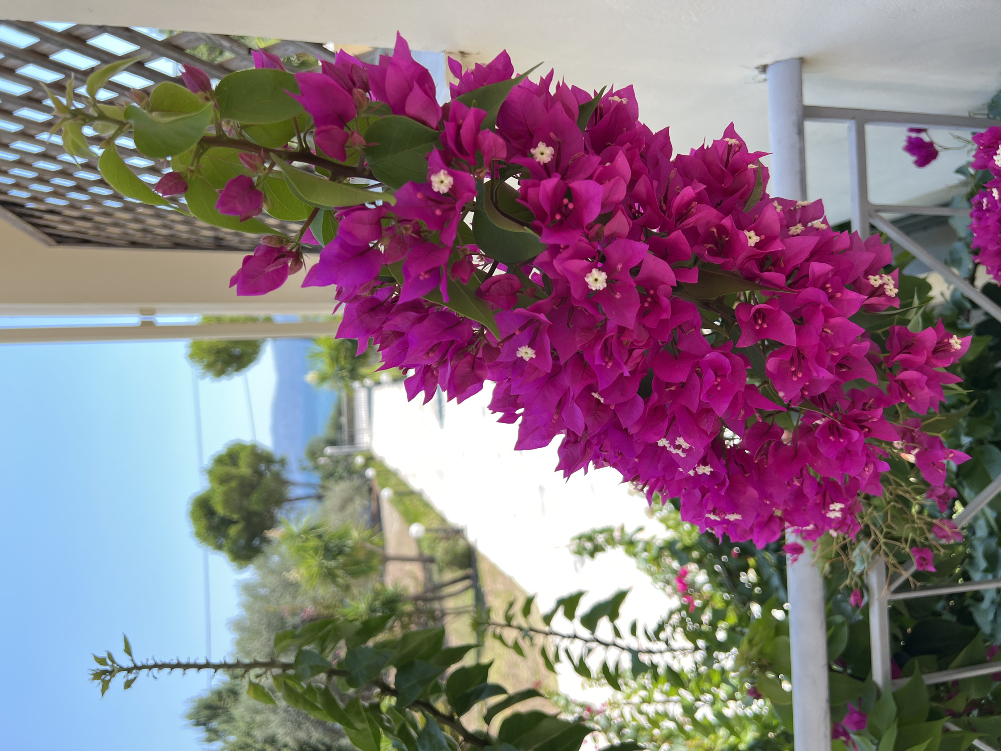 The image shows a close-up of a vibrant cluster of magenta bougainvillea flowers in the foreground. The flowers have delicate white centers. Behind the flowers, a white railing is visible, and beyond that, a pathway leads towards a gate. The pathway is lined with greenery and small, round lights. In the background, there are trees and the blue sea under a clear sky. The scene appears to be from a sunny outdoor location, likely a garden or balcony, with architectural elements such as a white wall and a latticed screen. The overall impression is one of a Mediterranean setting, potentially in the city of Eretria Municipal Unit, Greece, given the characteristic flora and clear sky. There are no people or animals present in the image.