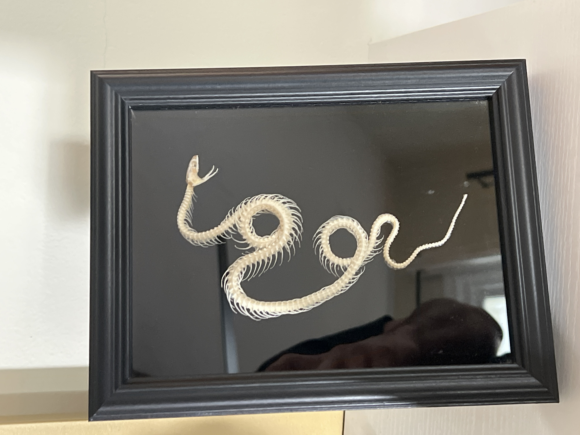 The image shows a framed snake skeleton against a black background. The frame is black and appears to be hanging or propped against a white wall. A reflection of a person and dark clothing is visible in the black background behind the skeleton. The setting appears to be indoors. The location, City of Kingston, United States of America, is not discernible from the image.