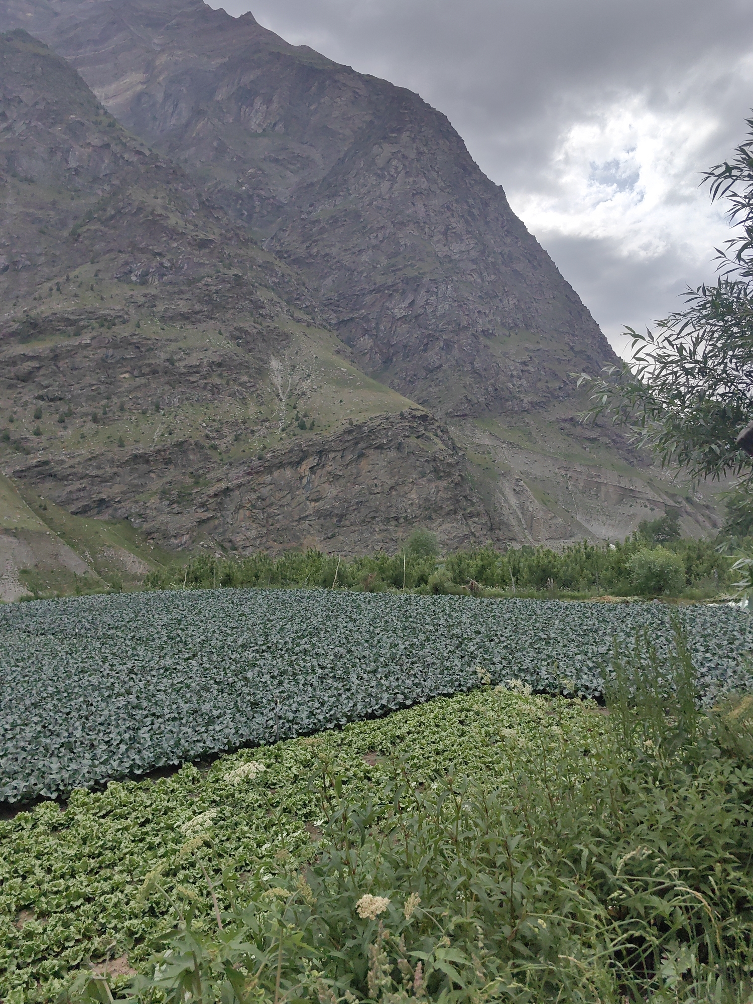In Tandi, India, a vast field of green crops stretches across the foreground. The crops appear to be a mix of cabbage and lettuce, with large, dense rows of darker green cabbage dominating the left side of the frame, and lighter green, leafy lettuce filling the right side. In the background, a majestic, rocky mountain looms, its steep slopes partially obscured by a cloudy sky. The mountain's rugged texture and geological formations are clearly visible. A line of trees and smaller vegetation separates the cultivated fields from the mountain's base. The overall scene depicts a rural agricultural landscape nestled against a dramatic mountain backdrop.