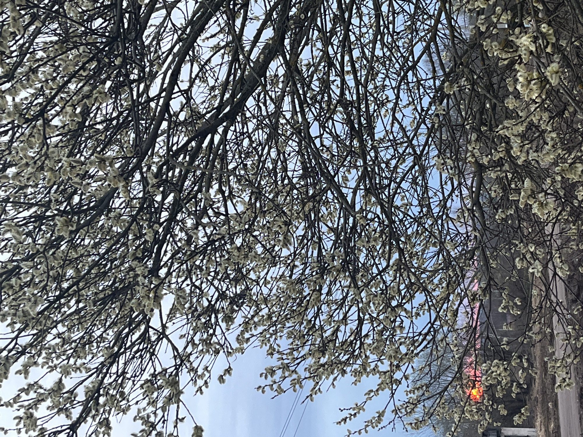The image shows a view upwards through the branches of a tree covered in catkins against a light blue sky. On the right side of the image, there are buildings and a road visible through the branches. The image appears to have been taken in a residential area. The location is specified as the city of Пмк-8, Russia. No people or interactions are visible.