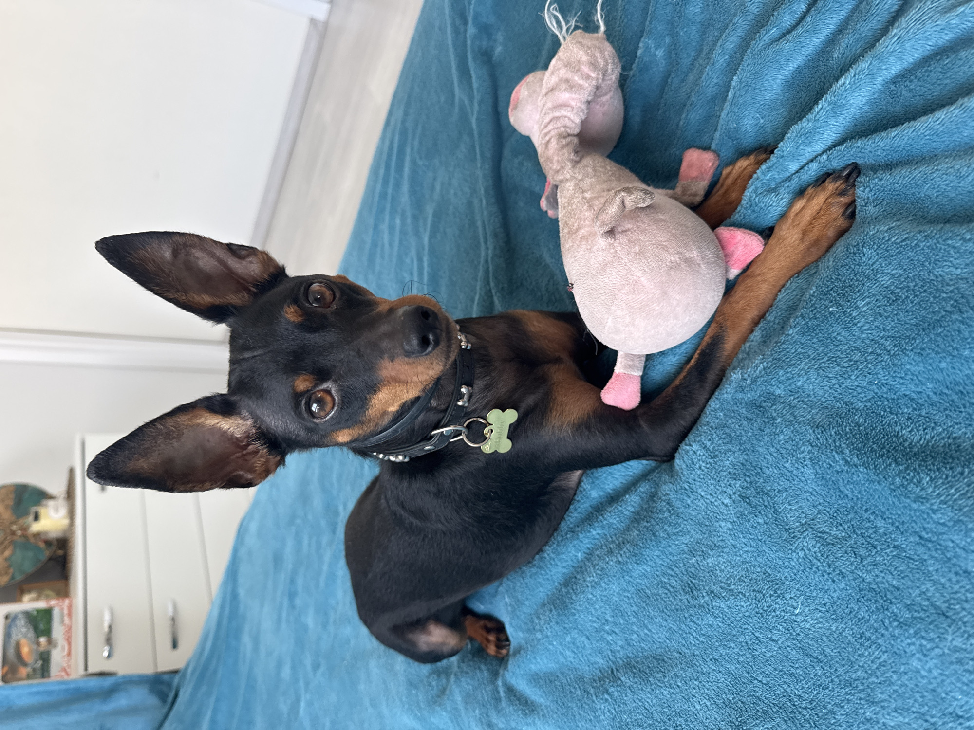 A small black and tan dog lies on a bright teal blanket in a bedroom. The dog is wearing a black collar with a silver tag that says "Buddy." A pink stuffed animal is lying next to the dog. In the background, there is a white dresser with some framed pictures on top. The room appears to be in a private residence in Agios Tychona Community, Cyprus.