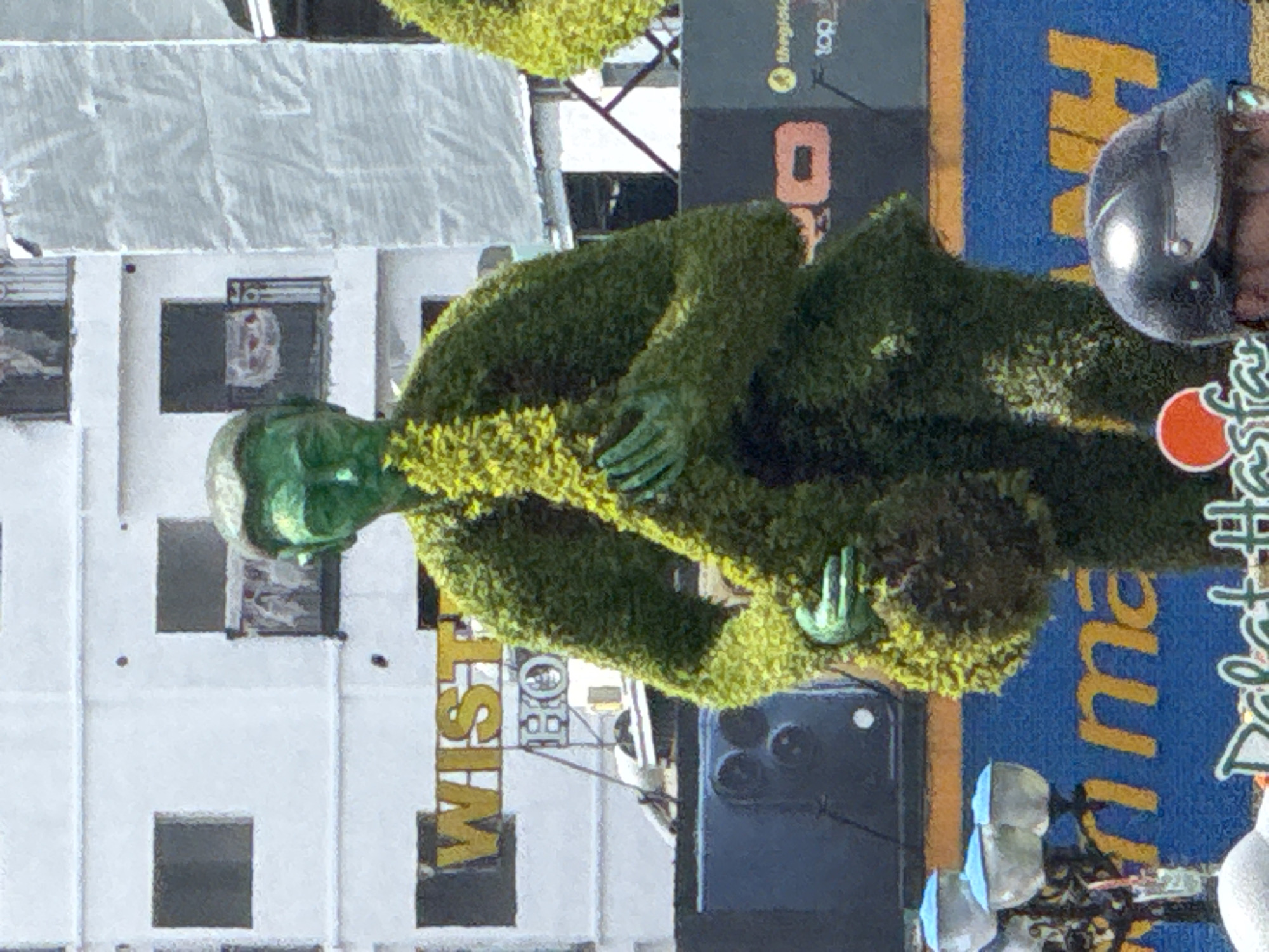 A topiary statue of a man playing a saxophone is situated outdoors in front of a white building. The statue is made of dense green foliage, with the man's face and hands molded in a green, sculpted material. The saxophone is also covered in the same green foliage. Behind the statue, the white building has several windows, some with balconies. A yellow sign with the word "WIST" is visible on the building. In the foreground, there are decorative lights with blue caps and a blue banner with yellow lettering. The bottom of the image shows a dark-colored helmet and a red circular object. The statue and its surroundings suggest a public space in a city. The presence of the word "Da Lat" on a banner at the bottom of the image indicates the location is Da Lat, Vietnam.
