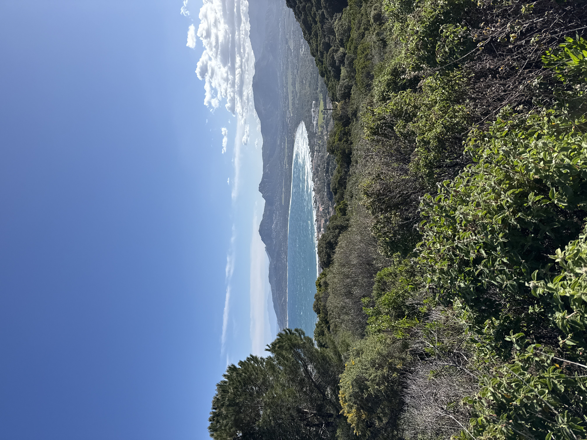 The image displays a panoramic, elevated view of Calvi Bay in Calvi, France, under a clear blue sky with scattered white cumulus clouds. The foreground consists of dense Mediterranean scrubland, featuring various green shrubs, some with lighter-toned foliage, mixed with patches of drier, brown vegetation. A large, dark green pine tree is positioned on the left side, partially framing the view.
The midground reveals the crescent-shaped bay, where the sea exhibits a vibrant turquoise and deep blue coloration with noticeable whitecaps indicating moderate wave activity. A long, light-colored sandy beach curves along the coastline, backed by a strip of urban development consisting of buildings and structures.
In the background, a range of rugged, dark mountains extends across the horizon, encircling the bay and the valley beyond the developed area. The terrain rises from the coastal plain to forested slopes and distant peaks. No individuals, specific actions, or interactions are visible. The scene is illuminated by natural sunlight, suggesting a bright day.