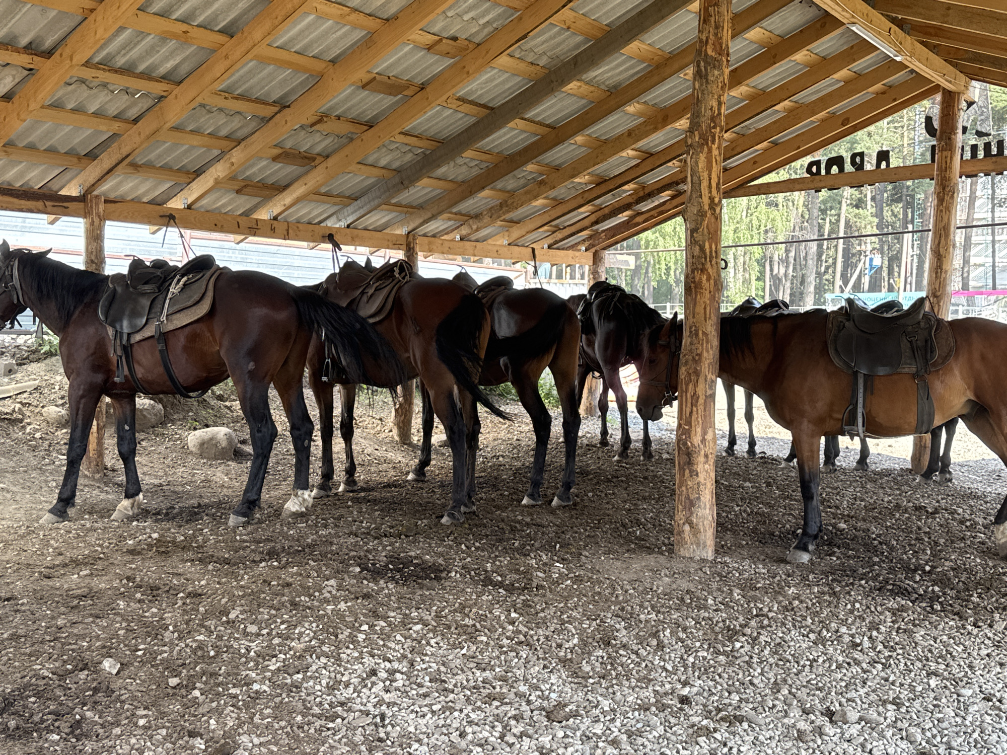 A group of horses, saddled and ready for riding, stand under a wooden canopy. The canopy's roof is made of corrugated metal, supported by thick wooden beams and posts. The ground is covered in gravel and dirt. Behind the horses, a fence and trees are visible, suggesting an outdoor, possibly rural or equestrian setting. The scene appears to be during the daytime, with natural light illuminating the area. The horses are mostly brown, with some darker markings. They stand calmly, indicating a moment of rest or preparation before an activity. Text is visible on a sign behind the horses, though it is partially obscured and the lettering is reversed, appearing as "BUD A" and other unclear characters. The location is identified as Arkhyz, Russia.