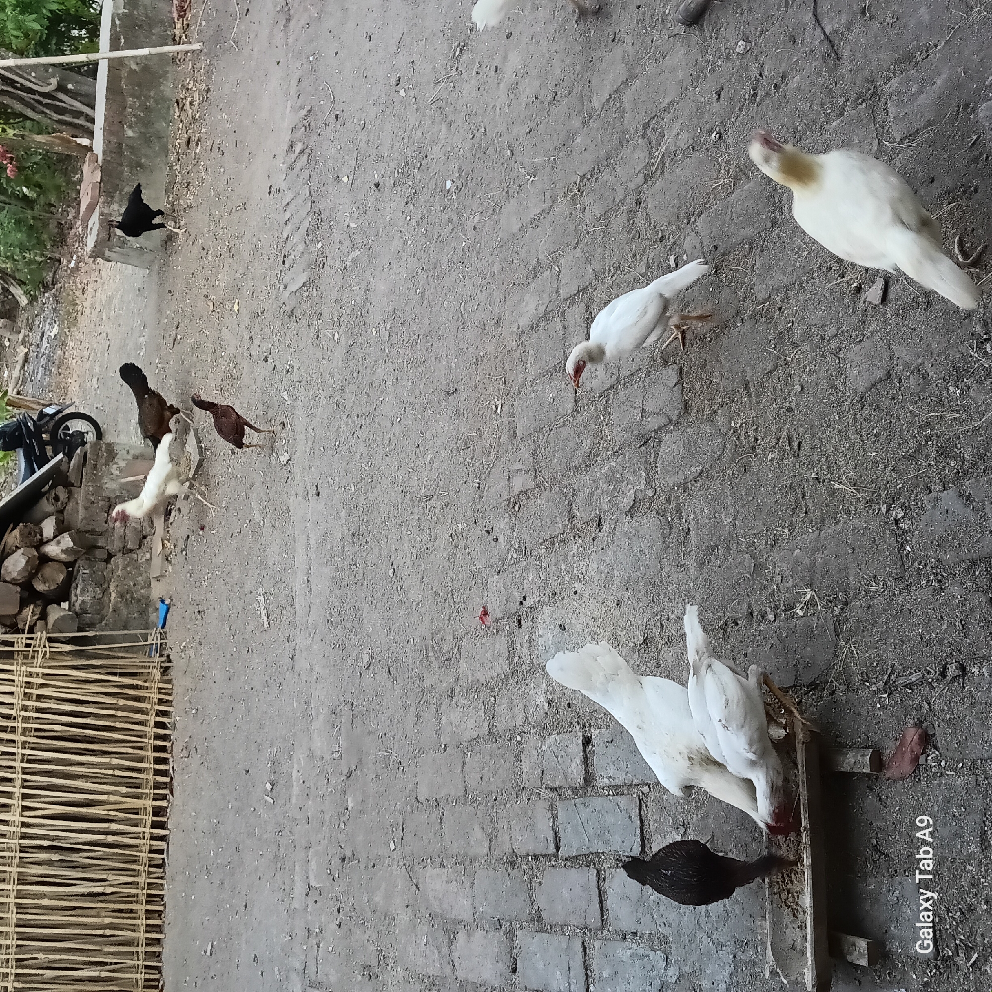 The image depicts an outdoor scene in Trenggalek, Indonesia, showing several chickens in a yard. In the foreground, a wooden feeder trough contains feed, with two white chickens and one black chicken gathered around it, pecking at the food. To the left of the trough, another black chicken stands near the edge of the frame. Further into the background, several more chickens are visible on the dirt and paved ground. One white chicken stands alert, and a small brown chicken is walking away from the feeder. A black chicken stands further back near a concrete structure. In the upper portion of the image, a motorcycle is parked next to a stack of firewood and a bamboo fence. The environment appears to be a rural or semi-rural setting with a mix of dirt, pavement, and vegetation. The "Galaxy Tab A9" watermark is present in the lower left corner.