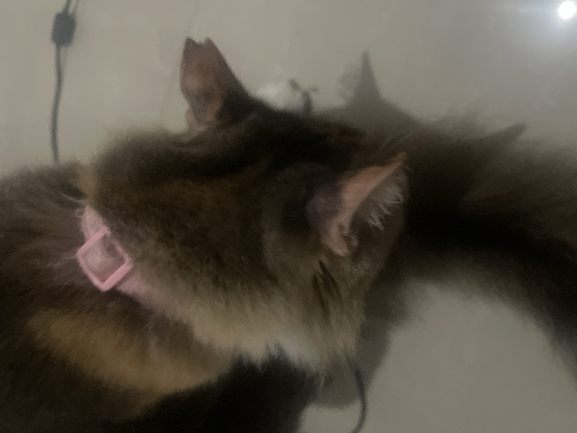 A close-up, overhead shot shows a cat lying down, its head turned away from the camera, with its ears visible and a pink collar around its neck. The cat's fur is a mix of brown, black, and tan. The background is a light-colored, reflective surface, possibly a floor. A dark, thin cable is visible in the upper right corner of the image. The lighting is dim, with some reflections on the surface. The cat appears to be relaxed or sleeping. The location is Unknown, Unknown.
