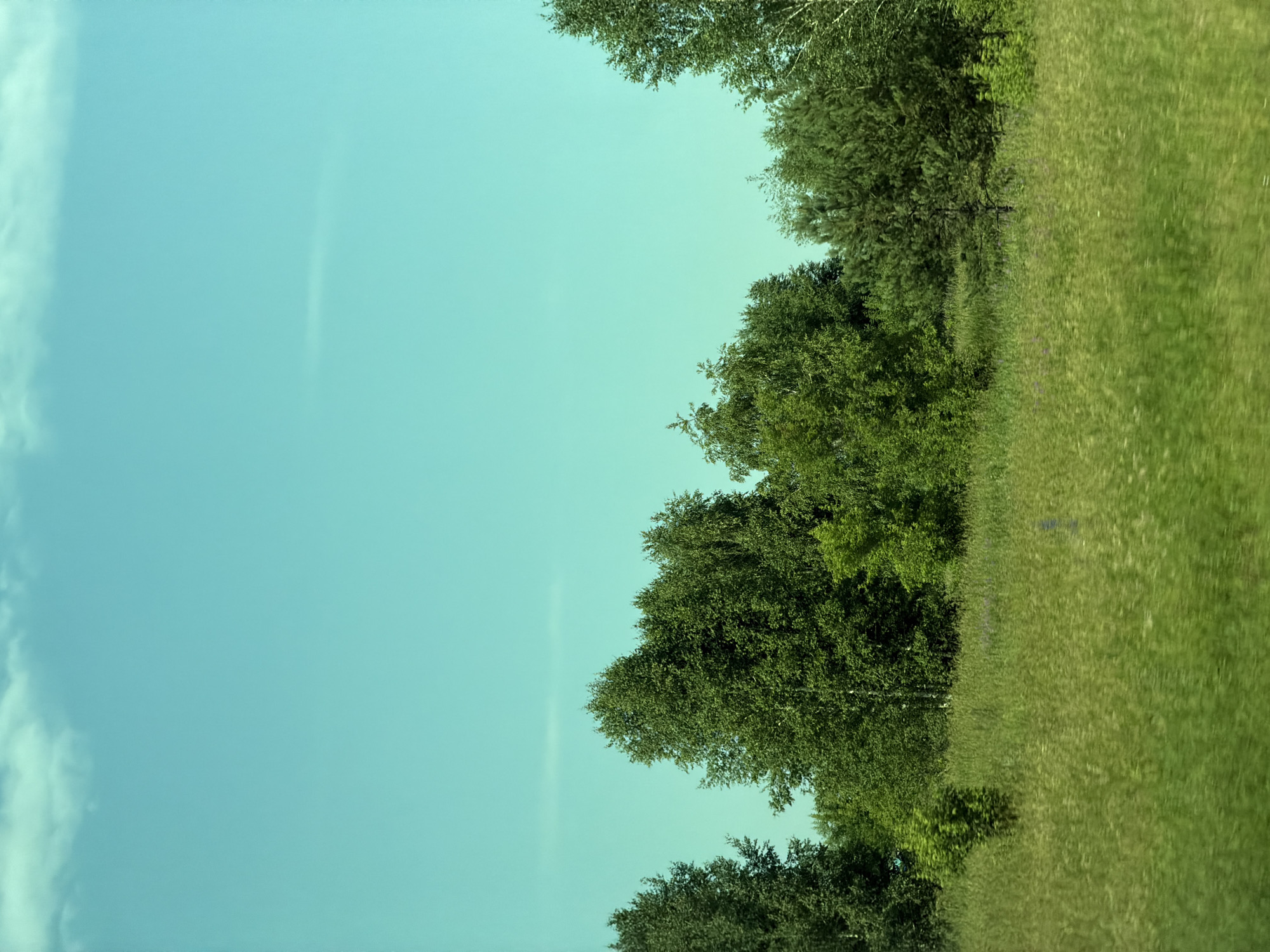 An outdoor shot captures a verdant landscape under a bright, clear cyan sky with wispy white clouds. The foreground is dominated by a lush, blurred field of green grass, suggesting motion. Behind the meadow, a dense line of various trees, primarily deciduous with some coniferous species interspersed, forms a natural boundary. The trees are a vibrant green, indicative of a summer season. The scene appears to be a rural or natural setting, possibly a park or undeveloped area. The image does not contain any people, specific man-made structures, or discernable landmarks that would allow for precise localization within Cherepanovo, Russia.