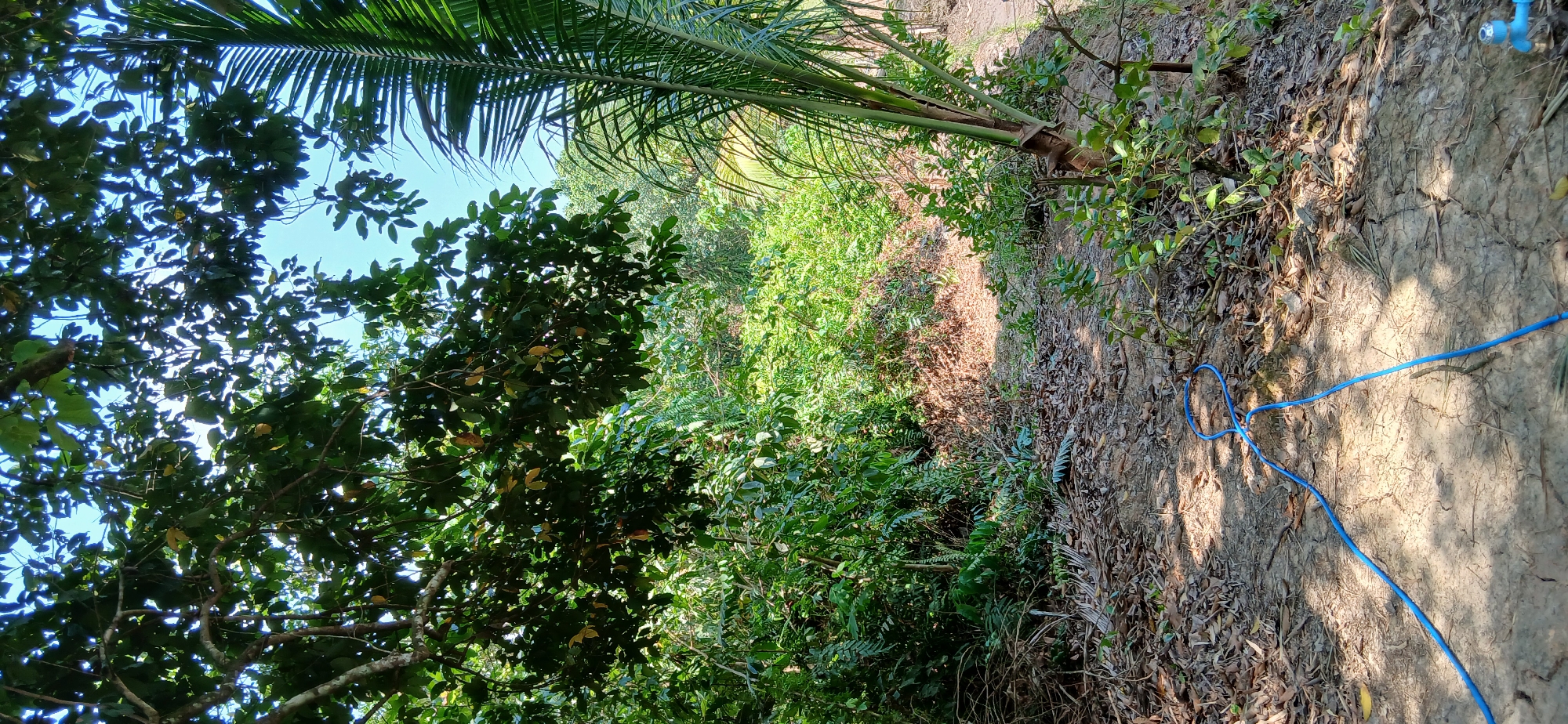 The image shows a jungle path in Samarinda, Indonesia. A blue hose lies coiled on the dirt path, disappearing into dense foliage. The path is surrounded by lush vegetation, including palm trees and leafy branches. The sky is visible through the canopy. The scene appears to be a natural outdoor environment, possibly a backyard or a remote area.