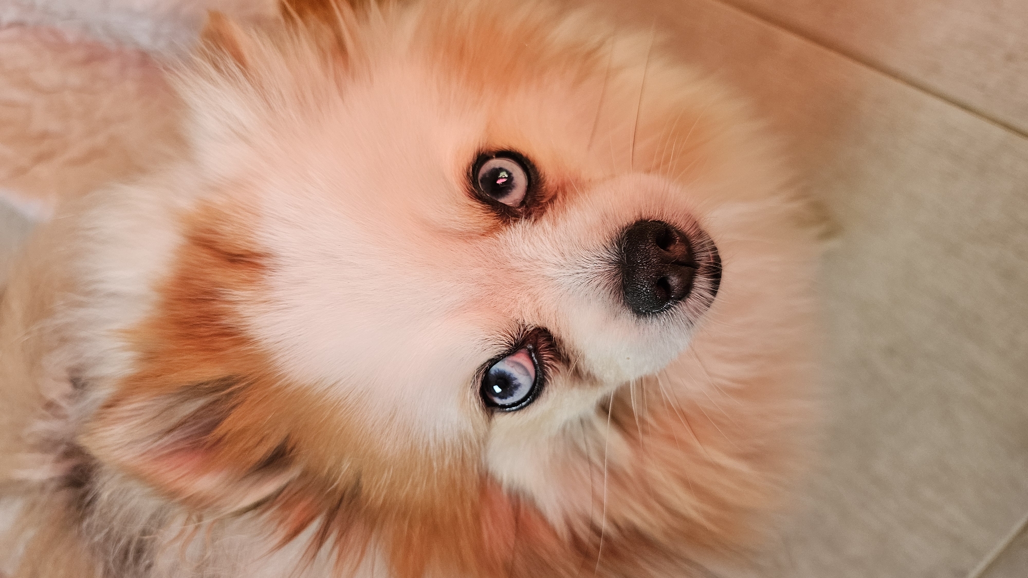 A close-up shot focuses on the face of a Pomeranian dog. The dog has striking blue eyes and a black nose. Its fur is a mix of white and orange-brown. The background is out of focus, showing a light-colored floor, possibly tile. The image appears to be taken indoors, with warm lighting casting a reddish hue on the dog's face. There are no people or other animals visible in the frame. The image does not contain any specific geographical markers or elements that would indicate its location in Baan Chaweng, Thailand.