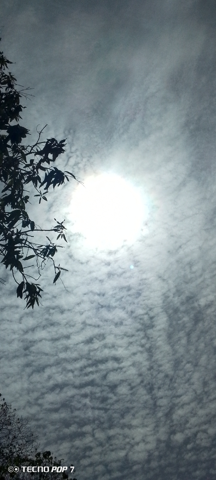 The image shows a view of the sky with branches and leaves of a tree visible in the lower left and bottom of the frame. A bright light source, likely the sun, shines through a layer of clouds, creating a diffused glow. The clouds have a textured, rippled appearance. The words "TECNO POP 7" are visible in the bottom left corner, which is likely the watermark or branding of the camera or phone used to take the photo. The city of Altagracia, Venezuela, is provided as the location.
