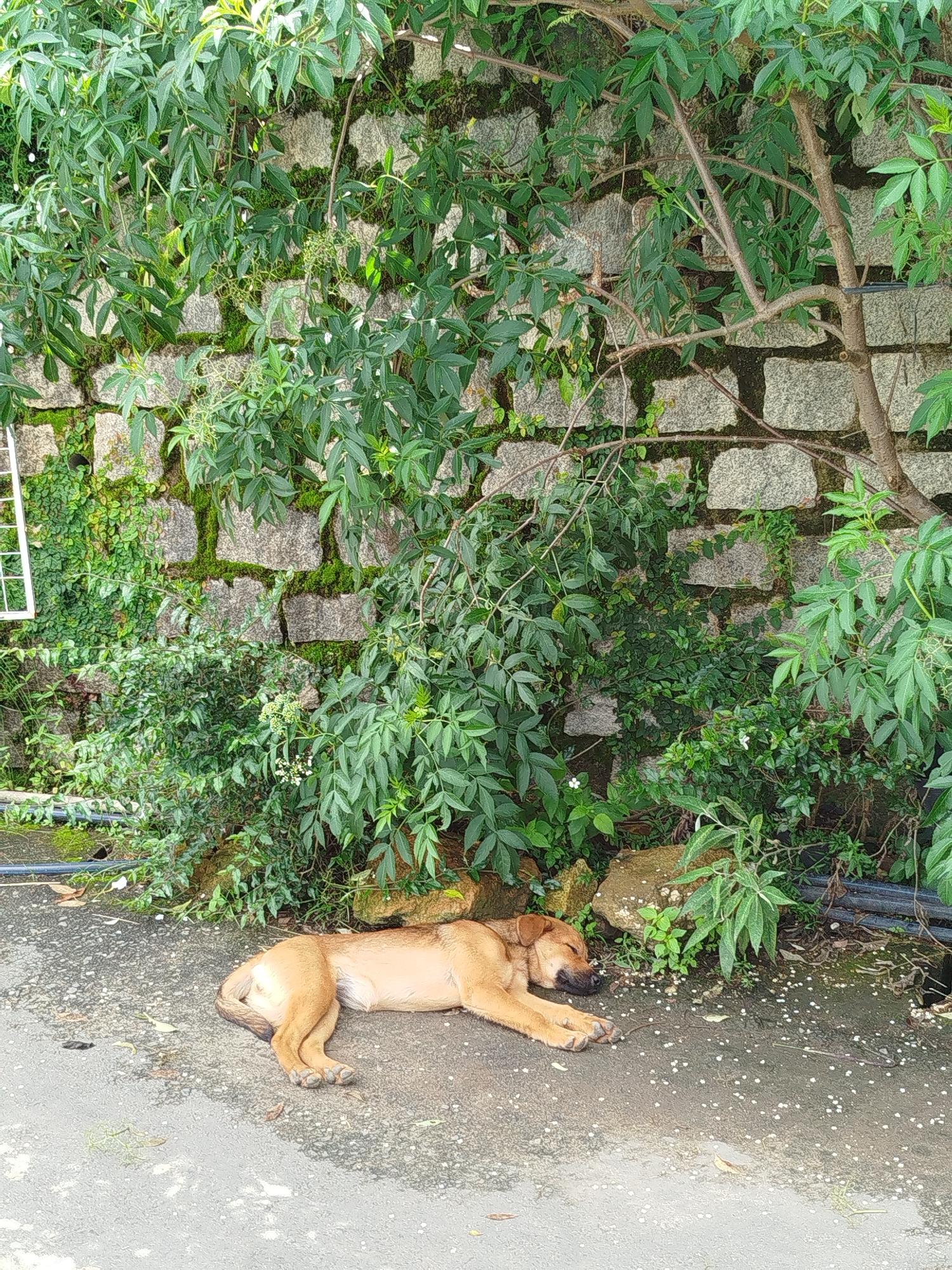 In the city of Xuân Trường - Đà Lạt, Vietnam, a brown dog with light tan markings is sleeping on an asphalt surface. The dog is lying on its side with its head resting on its paws. The ground is damp in some areas and scattered with small white petals. Behind the dog, a stone wall covered in moss and green vines forms the backdrop. The wall is partially obscured by lush green foliage and tree branches. A large branch from a tree extends into the upper right portion of the frame. The scene appears to be outdoors, under natural light.