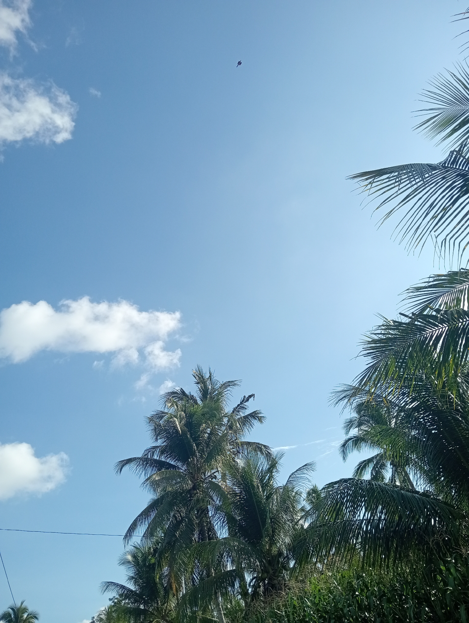 The image captures a clear blue sky with scattered white clouds. Palm trees dominate the foreground and frame the shot from the right and bottom. In the upper portion of the sky, a small, dark bird is visible in flight. The scene appears to be outdoors, possibly in a tropical or sub-tropical region, given the presence of palm trees. No people are present in the image. The environment is natural, with vegetation and the open sky. The lighting suggests it is daytime. Without additional information, the specific location within Campago, Indonesia cannot be determined, but the presence of palm trees is consistent with such a tropical setting.