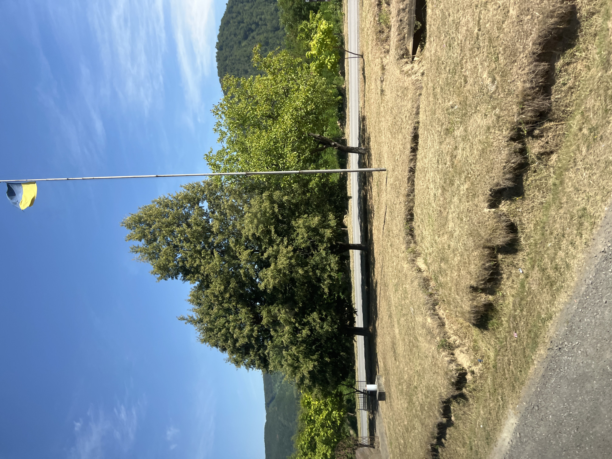In Chynadiiovo, Ukraine, under a bright blue sky with scattered white clouds, a Ukrainian flag, bisected horizontally in yellow and blue, flies from a tall, thin flagpole. The flag is positioned on the right side of the image. In the foreground, dry, straw-colored grass covers the ground, with some small, eroded trenches creating unevenness. A gravel road runs along the lower left edge of the frame. Behind the dry grass, a paved road is visible, bordered by several trees. The largest tree, a deciduous one with dense green foliage, stands prominently in the center left. To its right is a smaller, brightly lit green tree. Further to the right, more green trees are visible, with a lush, green, tree-covered hillside forming the backdrop of the scene.