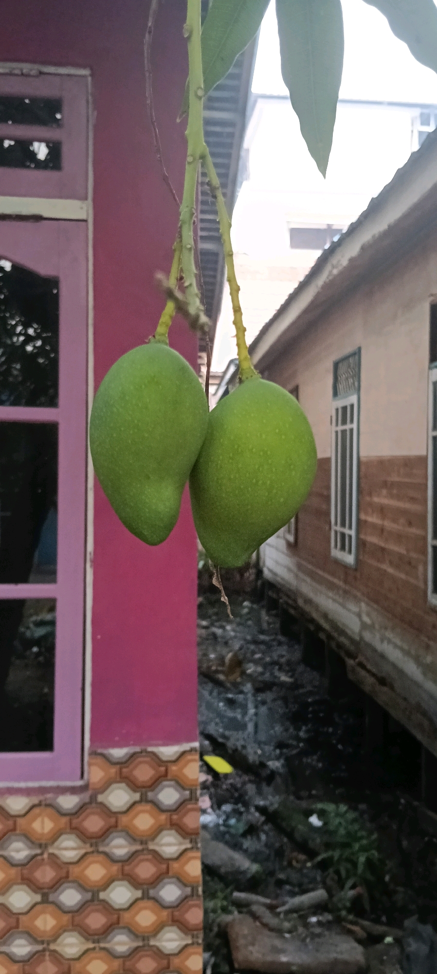 Two unripe green mangoes hang from a thin branch. The mangoes are plump and oval-shaped, with a smooth skin dotted with small, lighter green spots. They are suspended in front of a split background. To the left, a portion of a building with a bright pink wall and a window with purple framing is visible. The lower section of this building features a wall tiled with a repeating pattern of diamond shapes in shades of orange, brown, white, and grey. To the right of the mangoes, another building with a pale brown, horizontal wooden facade and white-framed windows runs parallel to a dark, shallow channel filled with debris, including leaves, branches, and what appears to be murky water. The general setting suggests an outdoor environment, possibly a residential area in Kuala Kapuas, Indonesia, where such mango trees might grow adjacent to housing structures with open drainage.