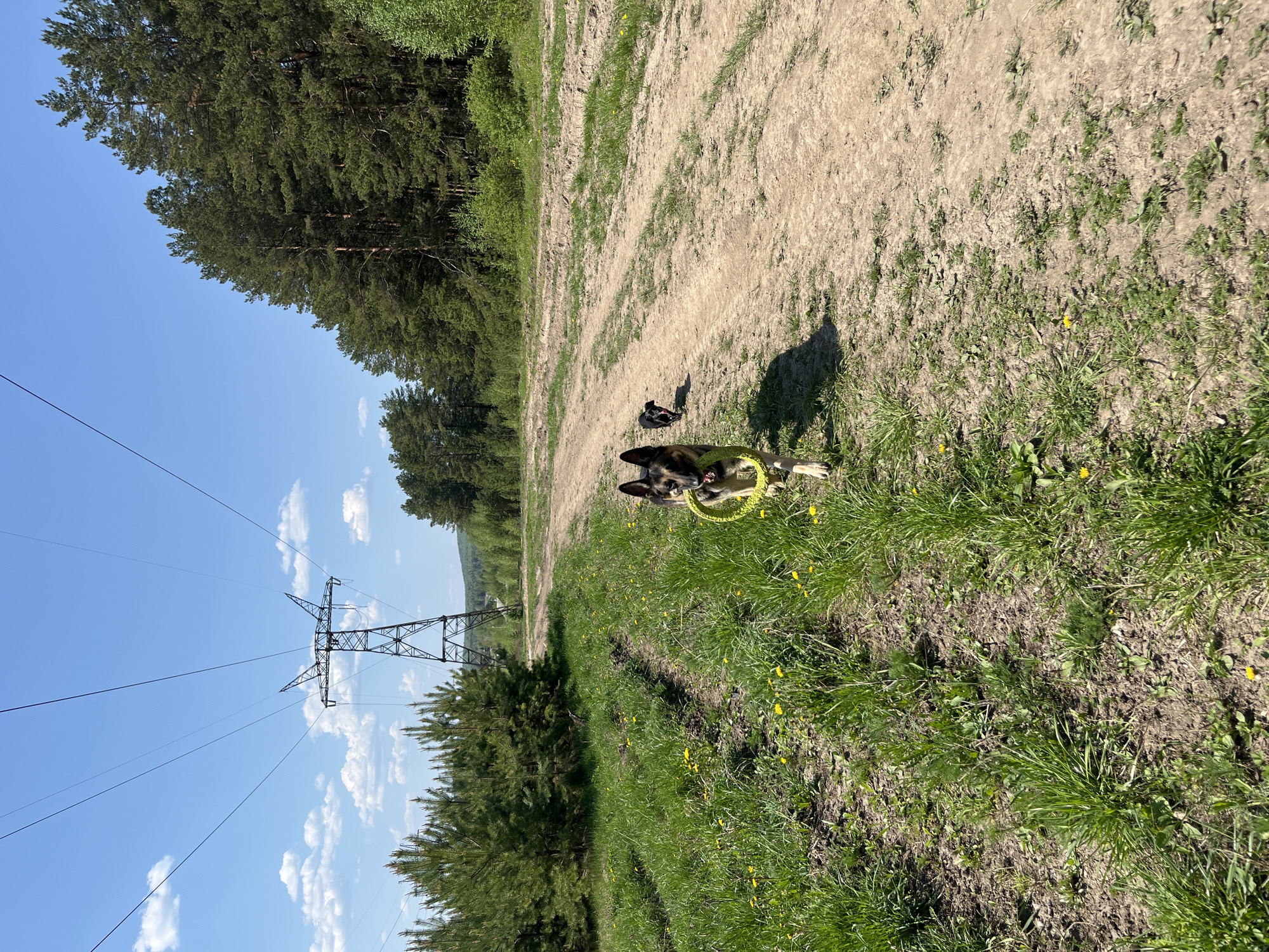 The image shows a landscape in what appears to be a park or rural area, possibly located near Nizhny Tagil, Russia. There are two dogs in the scene; the first is a black and tan German Shepherd-type dog is in the foreground, holding a yellow circular toy. A second, smaller, dark-colored dog is further down a dirt path. Overhead power lines are visible, supported by a large metal utility tower. The landscape consists of a dirt path, grass with scattered yellow flowers, and tree lines on either side, typical of a forested or partially wooded environment. The sky is blue with some clouds.