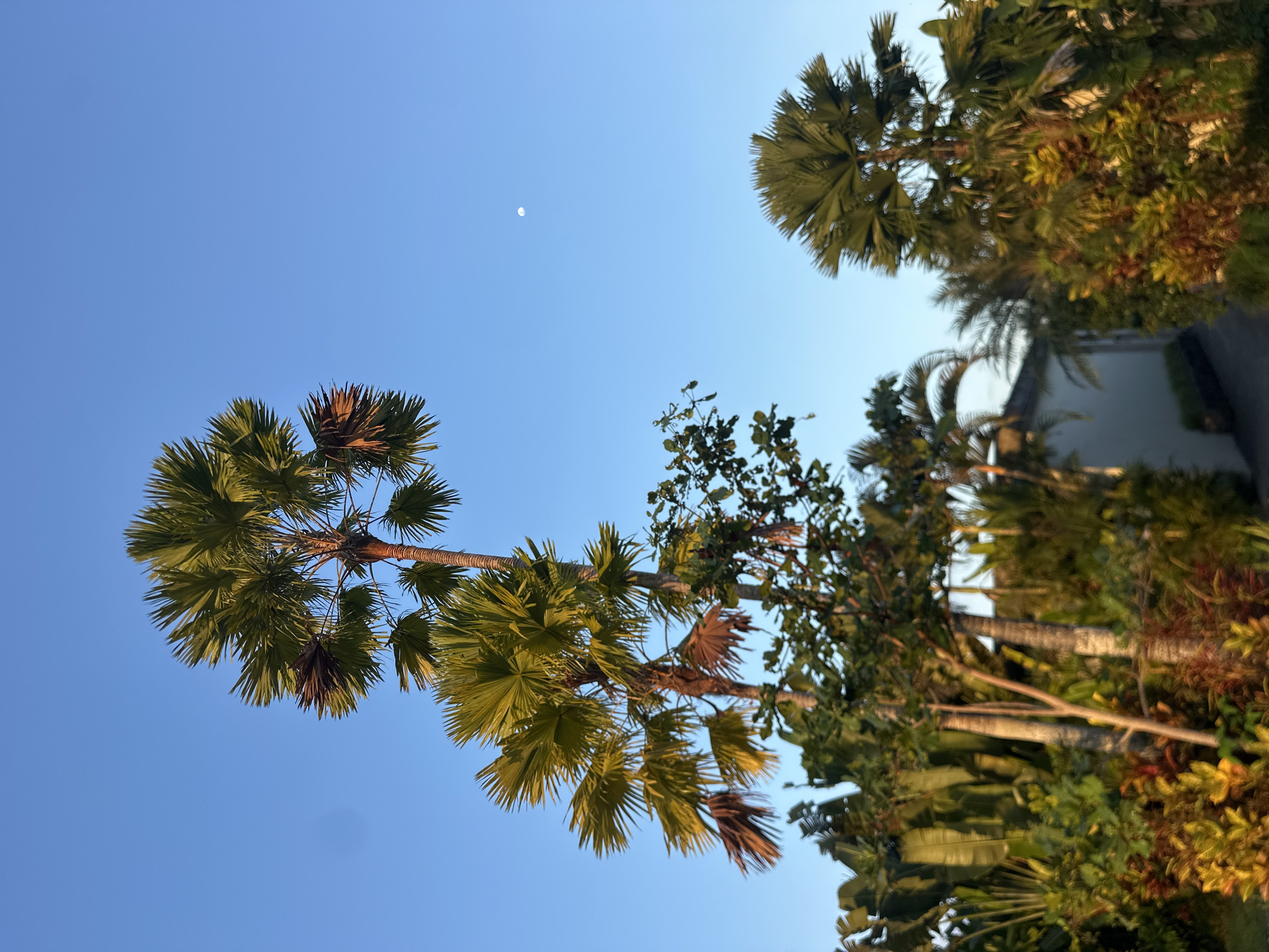 The image depicts a clear blue sky with a few palm trees and lush greenery. A small, pale moon is visible in the upper left quadrant of the sky. The palm trees have large, fan-shaped fronds, some of which are green and vibrant, while others appear to be drying and brown. The scene suggests a tropical setting, consistent with the Ubud District in Indonesia. The lighting indicates it is either early morning or late afternoon, with the sun casting a warm glow on some of the foliage. The overall mood is serene and natural. There is no visible text in the image.