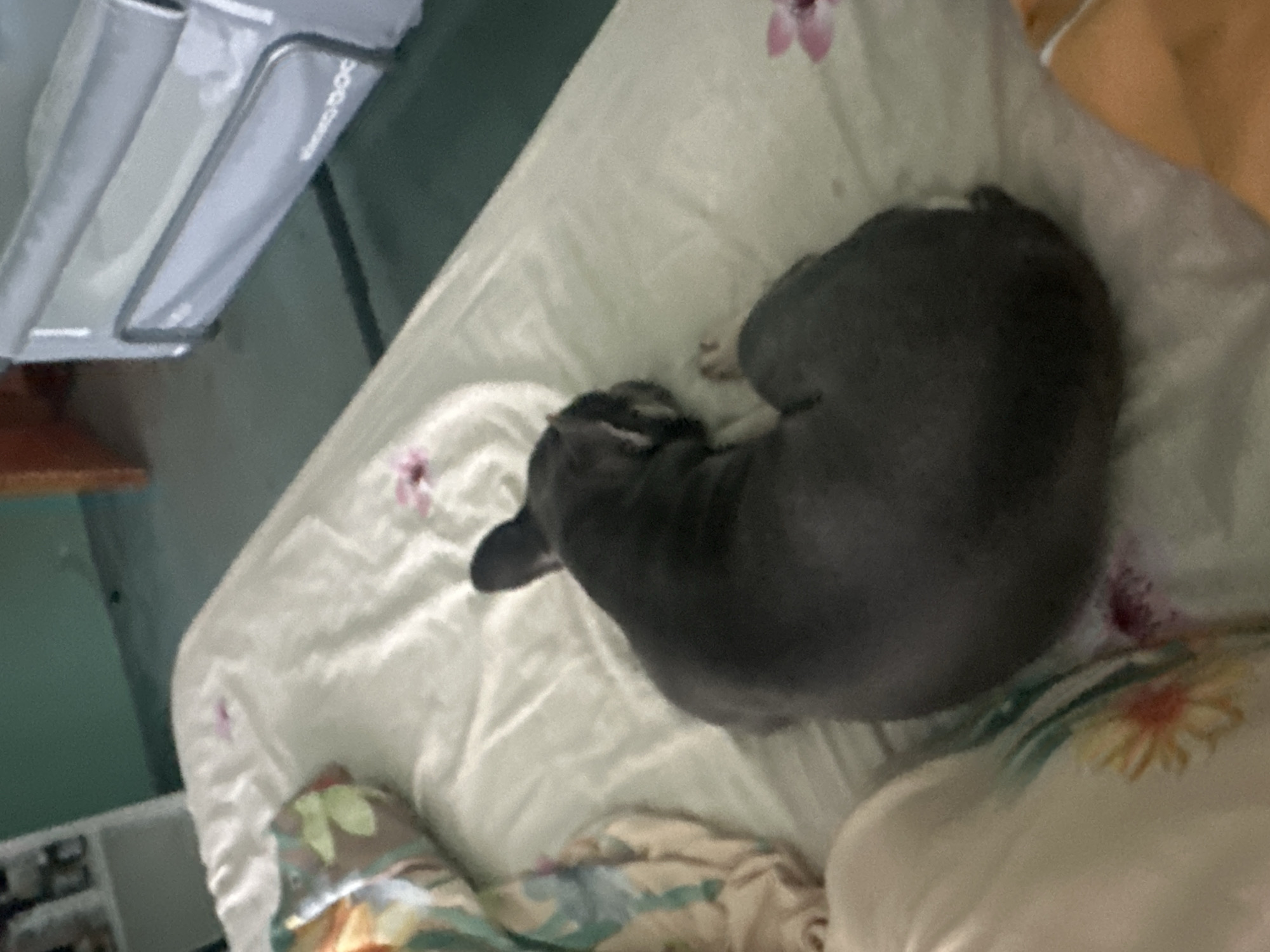 The image shows a dark gray French bulldog sleeping curled up on a white bed with a floral patterned pillow. The French bulldog's head is tucked into its body. There are a few pink flower petals scattered on the bedsheet. In the background, a grey playpen or travel crib is visible, and part of a shelf with items on it can be seen. The room appears to be a bedroom or living space. The lighting is soft, suggesting it might be daytime or interior lighting.