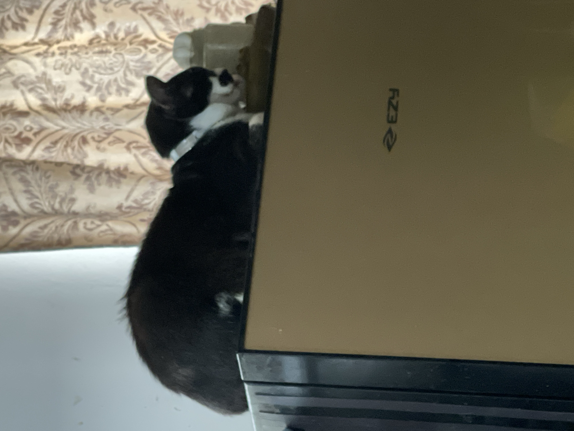 A black and white cat is lying on top of a golden-brown appliance, possibly a refrigerator. The cat is positioned in the middle of the appliance's surface, facing to the right. In the background, there is a patterned curtain. To the right of the cat, there is a white object that appears to be a container. The appliance has a black frame on the left side. The scene is indoors, likely in a residential setting in Davao City, Philippines, as indicated by the presence of the "EZY" logo on the appliance, a brand commonly found in the Philippines. The lighting appears to be dim, suggesting it might be daytime with curtains drawn or evening.