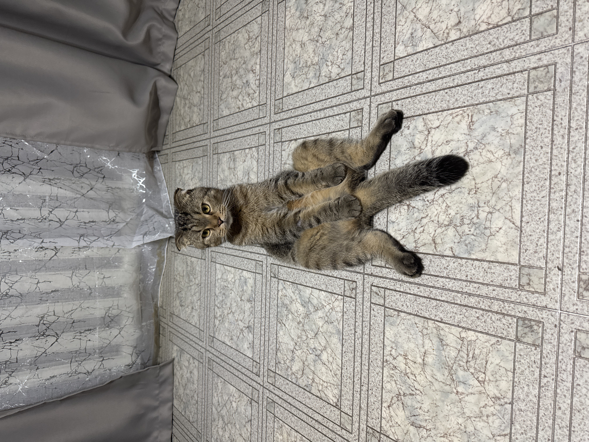 A brown tabby cat lies on its back on a tiled floor. The cat's head is to the left, with its eyes open and looking toward the viewer. Its legs are splayed out, and its tail is visible. The floor is composed of square tiles with a light gray and marble-like pattern. A gray curtain is in the upper left corner. The location is Chaikovsky, Russia.