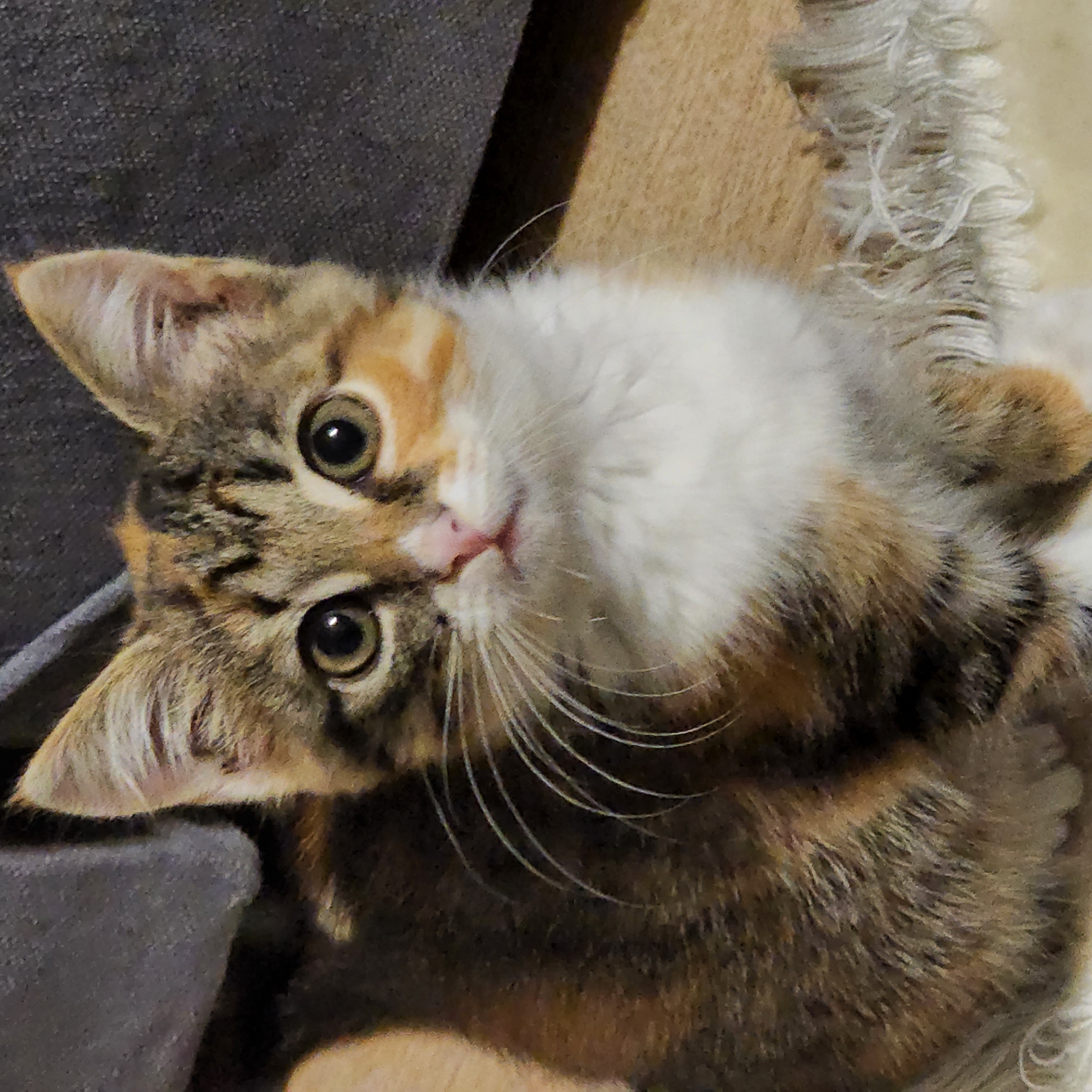 A calico kitten is the sole subject of this close-up, eye-level, indoor photograph. The kitten is positioned centrally, facing the camera. Its fur displays a mottled pattern of brown, orange, black, and white. Prominent white fur covers its chest and chin. The kitten's eyes are large, round, and green with black pupils. Its nose is small and pink. Long, white whiskers extend outwards from its muzzle. The kitten is seated on a textured, light-colored surface, possibly a rug or blanket, with a fringed edge visible at the bottom of the frame. In the background, a dark gray, textured object, likely upholstery from a couch or chair, occupies the upper left portion of the image. The lighting is moderate, casting soft shadows and highlighting the texture of the kitten's fur and the surrounding environment. There is no visible indication of the kitten's location within Moscow, Russia.