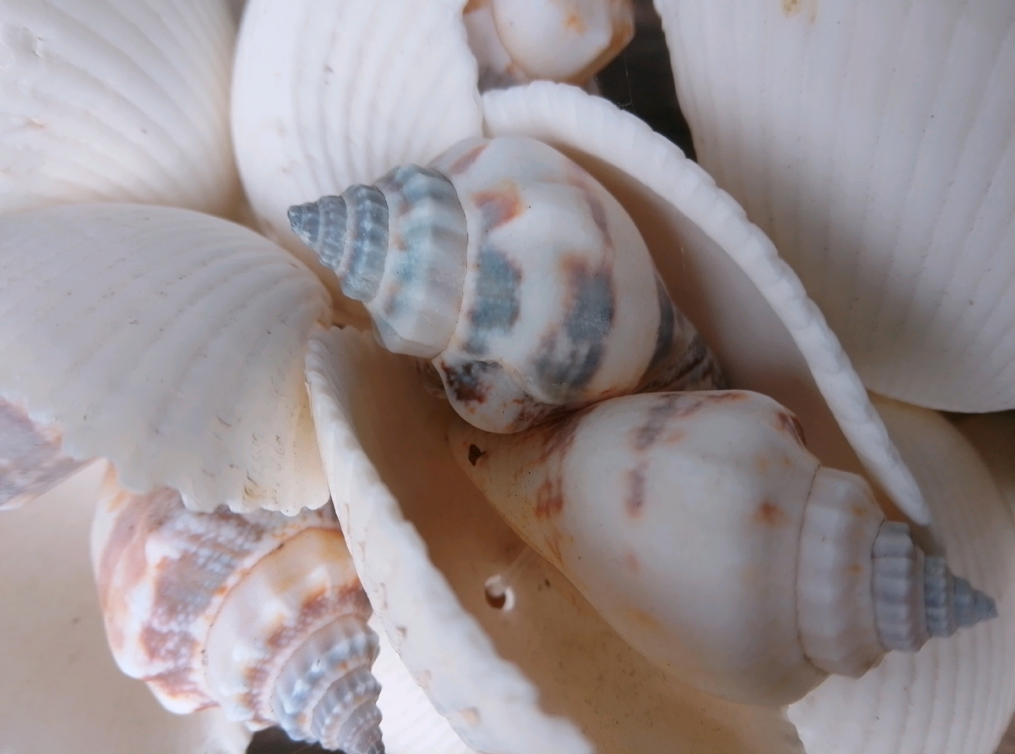 A close-up, overhead shot of a collection of white and cream-colored seashells, with some exhibiting light brown and blue-grey markings. The seashells vary in size and shape, with some being long and conical, while others are broader and fan-like. They are piled on top of each other, creating a textured, layered effect. The lighting is soft and even, highlighting the intricate details and curves of the shells. There are no people or animals visible in the image. The scene appears to be indoors, given the controlled lighting and lack of natural elements such as sand or water. The specific location in the city of Wedel, Germany, cannot be determined from the visual information provided in the image.