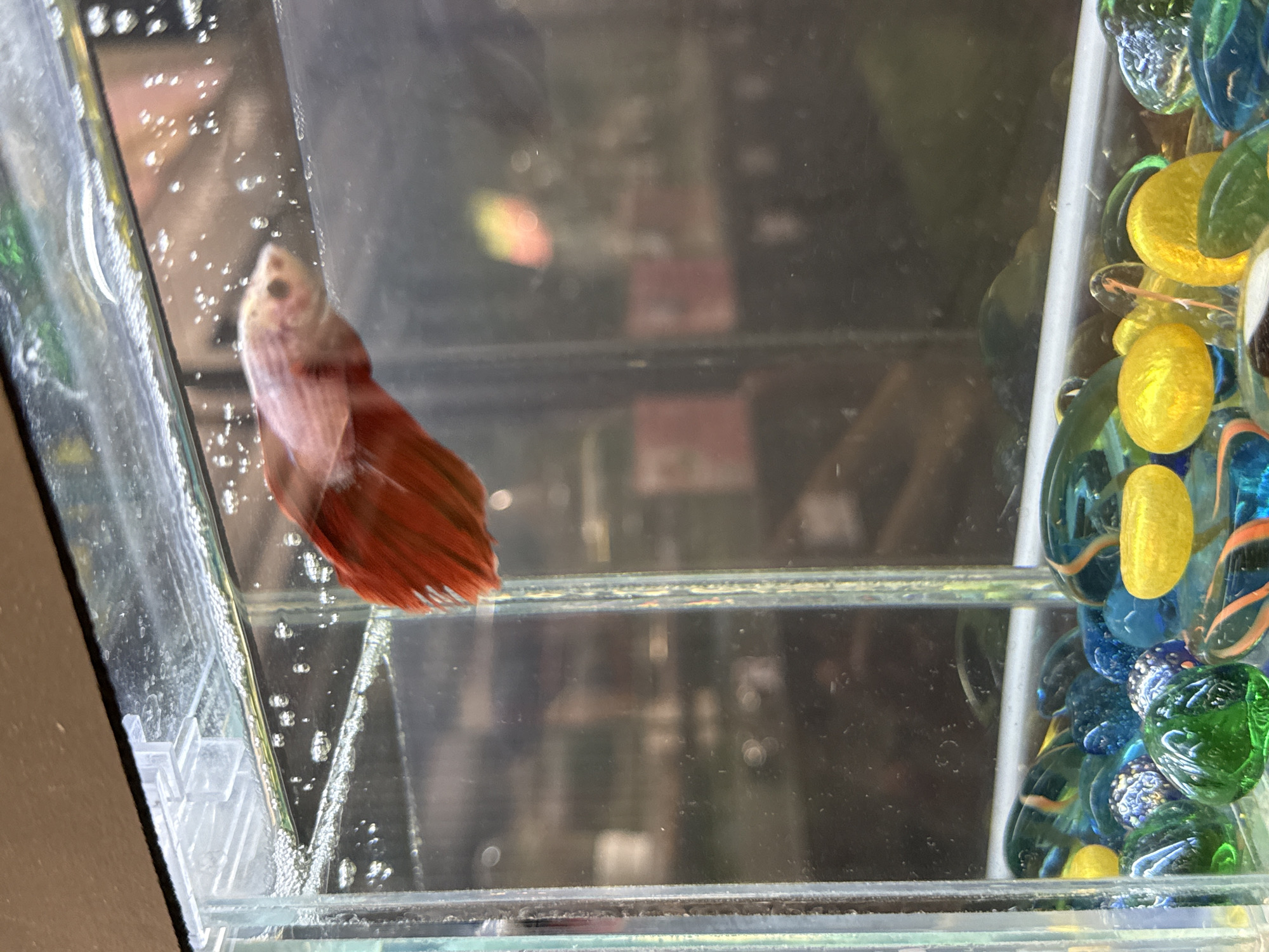 An eye-level shot captures a vibrant betta fish (Siamese fighting fish) partially blurred, suggesting movement, within a clear glass aquarium. The fish, the central subject, has a light, possibly pale pink or white body, and prominent, richly colored red-orange fins, particularly its flowing caudal fin. Its dark eye is visible near its pointed head.
The aquarium walls are clear, with numerous small bubbles adhering to the glass, especially on the left side, indicating the presence of water. Reflections in the glass hint at an indoor setting, possibly showing blurred shapes of furniture or other room elements in the background. To the right, the aquarium features decorative elements: a collection of smooth, glossy glass stones or marbles in various shades of yellow, blue, and green, some exhibiting swirling patterns. These stones appear to be arranged along the bottom or side of the tank. No specific activity beyond the fish's presence in the tank is clearly depicted. There are no discernible location cues within the image, but the location context provided is Moscow, Russia. No visible text is present in the image.