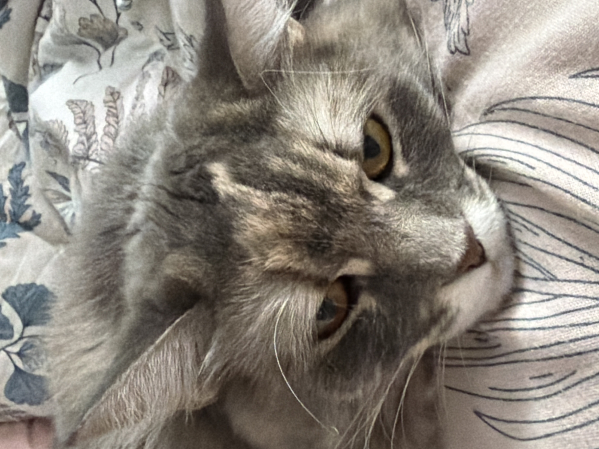 An extreme close-up shot shows a fluffy gray cat's face resting on a patterned fabric. The cat has striking yellow eyes and detailed facial fur markings. The fabric beneath the cat has a light pink or beige base with a repeating pattern of blue floral elements and thin, dark, wavy lines. The lighting is soft, highlighting the texture of the cat's fur and the fabric.