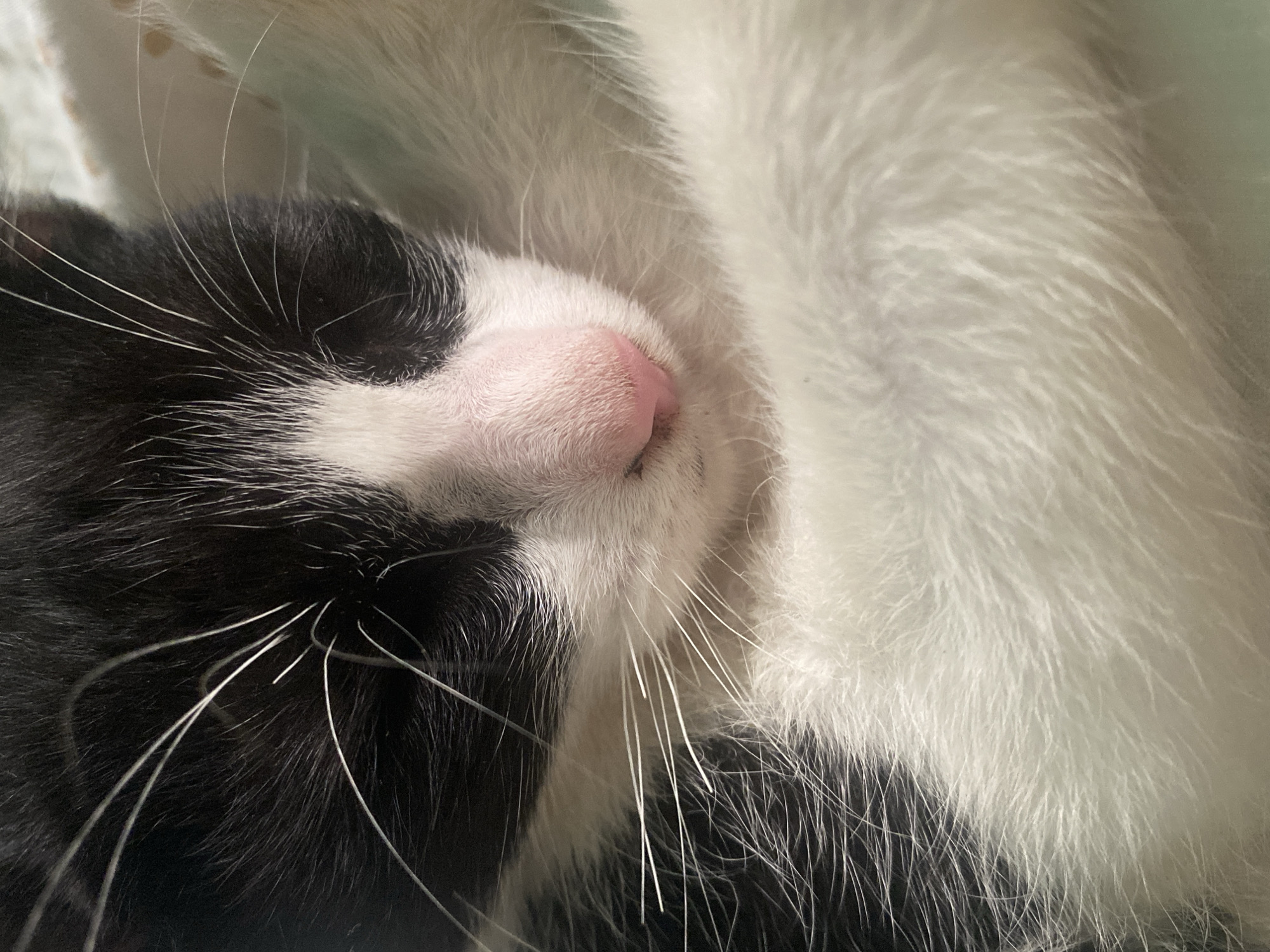 A close-up, indoor photograph features the face of a black and white cat, possibly a kitten, in a resting or sleeping state. The cat has a pink nose and long white whiskers. The fur surrounding the nose is mostly white, transitioning to black on the left side of the frame. White fur fills the right side of the frame, possibly belonging to another cat or a blanket. The environment is soft, with a neutral background.
Location: While the image source may be from Tinaquillo, Venezuela, there is no information about the location in the image itself.