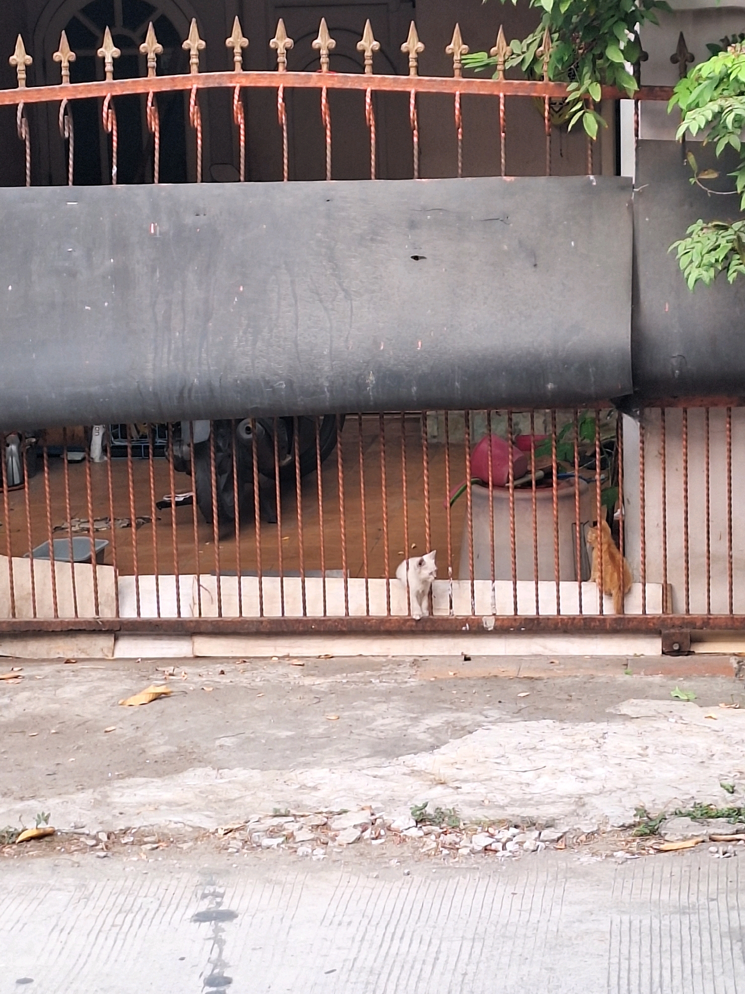 This is a medium shot, eye-level photograph taken on an overcast day in Setiamulya, Indonesia. In the foreground, there is a concrete surface with some debris and leaves scattered on it, leading to a striped road. A rusty metal gate with vertical bars runs across the middle of the frame. Behind the gate, a dark, matte surface extends horizontally.
Through the gaps in the gate, two cats are visible. On the left, a small, white kitten is standing and looking to the left. On the right, a ginger cat is facing away from the viewer, looking towards the left. Behind the cats, there is a large, light-colored pot, and a red object is partially visible. Further in the background, through the fence, the rear tire and part of a motorcycle are visible, along with some storage items. The top of the gate has decorative golden finials and a rusty brown bar. Green foliage is present above and to the right of the gate.