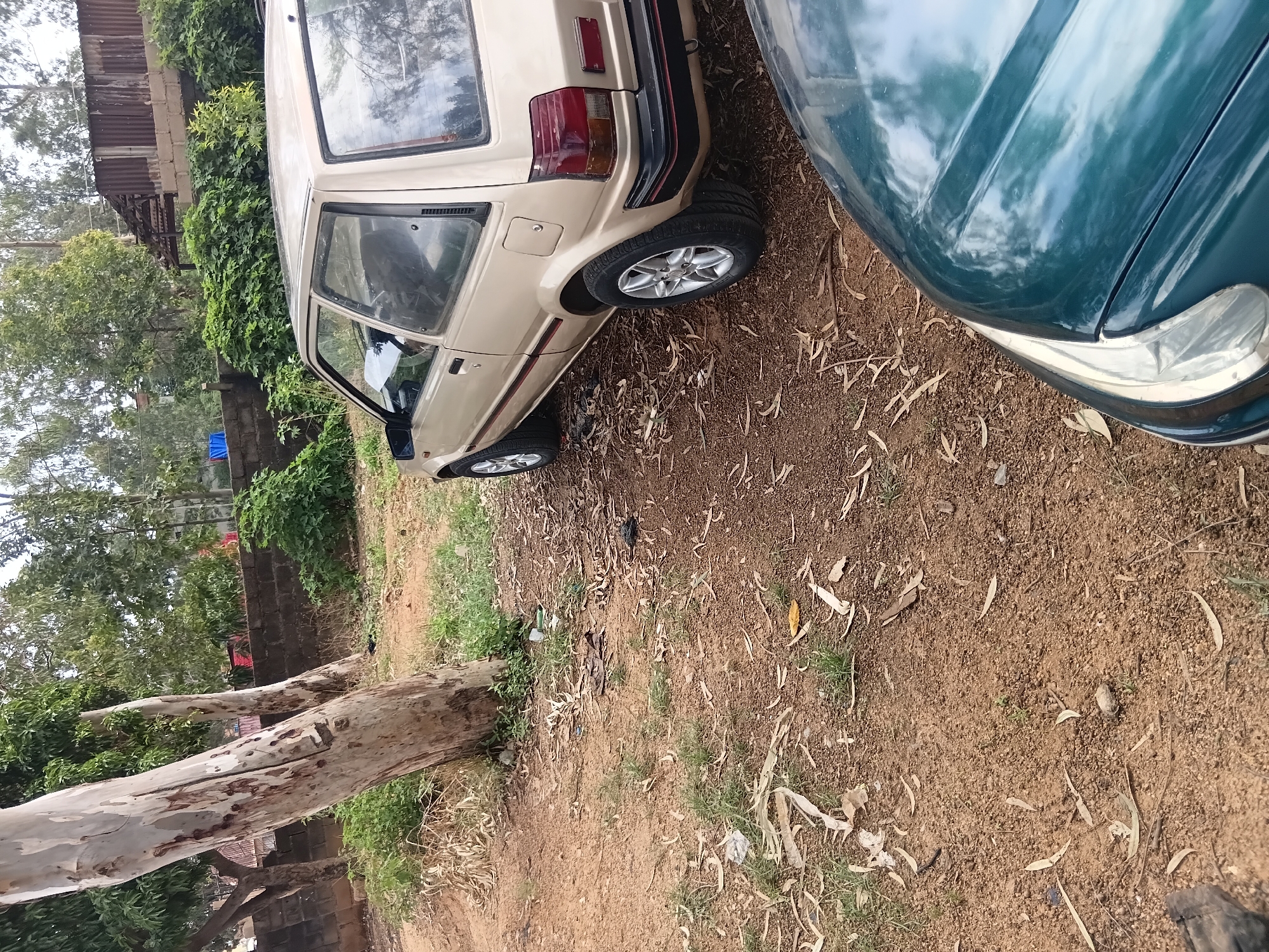 The image captures an outdoor scene in a location that appears to be a yard or unpaved lot. The foreground is dominated by the hood of a dark green car, angled such that its headlight and the curvature of its bodywork are visible. Beyond the green car, a gold-colored hatchback is parked, showing its driver's side and rear quarter panel. The car has a red stripe along its lower body and silver alloy wheels. In the background, a low, dark brick wall runs horizontally, topped with vegetation. Behind the wall, trees with light-colored bark, likely eucalyptus, are prominent, with their trunks leaning and branches reaching upwards. Further in the distance, there are more trees and a corrugated metal structure. The ground is a mixture of reddish-brown dirt, scattered dry leaves, and sparse green grass. The overall impression is one of an unkempt outdoor space with vehicles present.