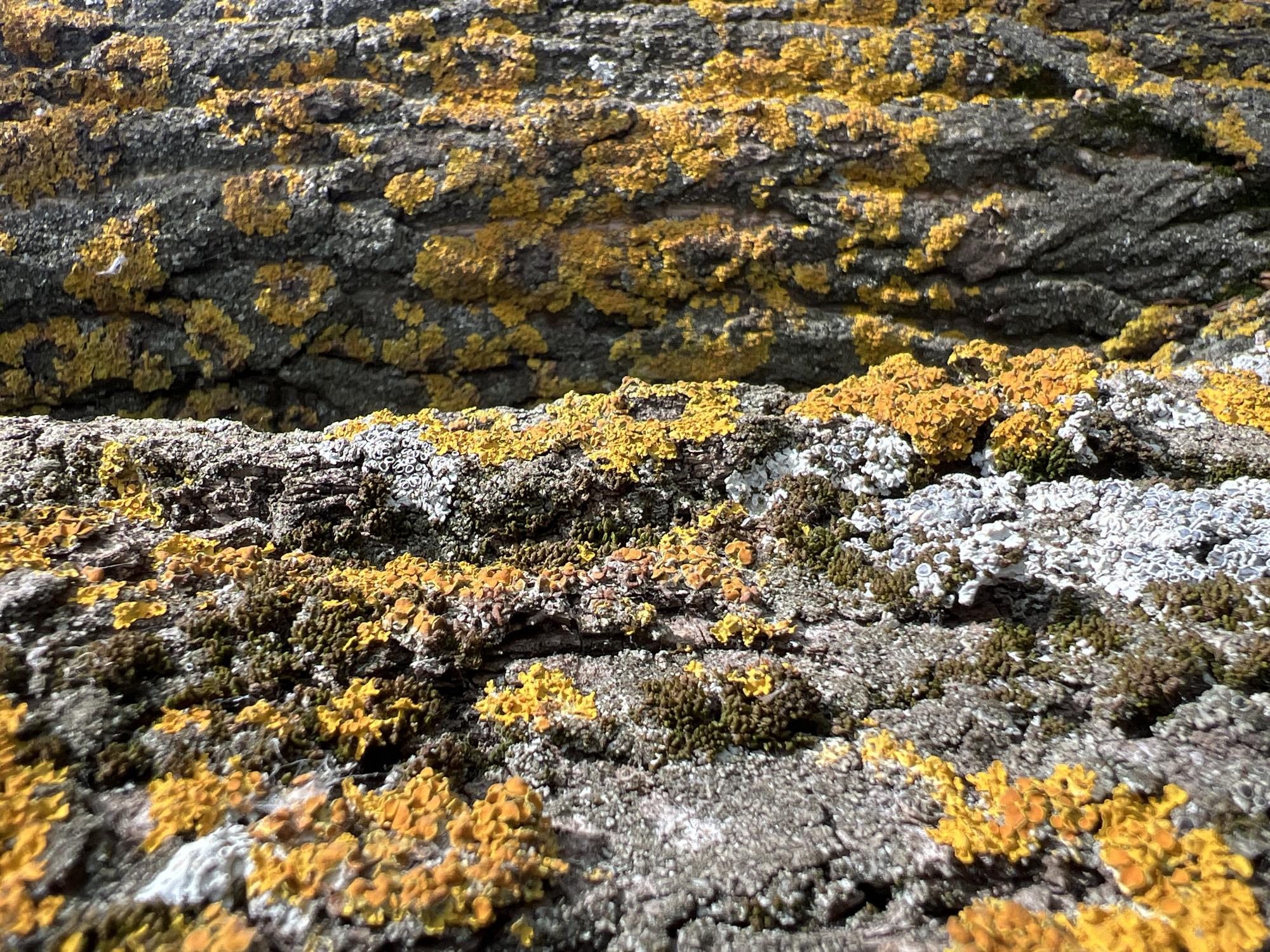 This media file is a close-up, eye-level photograph of tree bark covered in lichen and moss. The texture of the bark is rough and deeply furrowed, showing variations in gray and brown tones. Patches of bright yellow, orange, and greenish-gray lichen are scattered across the surface, with some areas also showing a fuzzy, dark green moss. In some sections, there are also white, crusty growths of lichen. The lighting suggests it is daytime, with sunlight highlighting the textured surfaces and illuminating the colors of the lichen and moss. The image focuses entirely on the natural details of the tree bark, creating an abstract pattern of textures and colors. There is no discernible activity, people, or text within the frame. The location context provided, Chaikovsky, Russia, offers a general geographical setting for this natural scene.