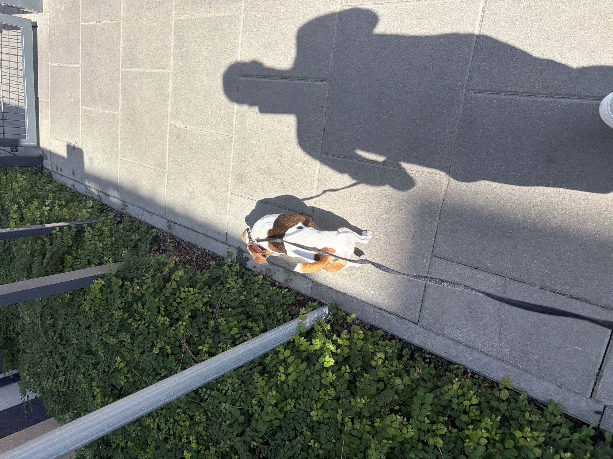 In an outdoor urban environment, a small dog with white and brown markings is walked on a leash on a paved walkway. The dog is facing away from the camera, with its tail curved upwards. A long shadow of a person, presumably the owner, is cast on the ground to the right of the dog. The walkway is bordered by a dense green hedge on the left. A vertical metal pole is positioned in the foreground on the left side of the image. In the background, a metal gate is visible. The lighting suggests a sunny day.
