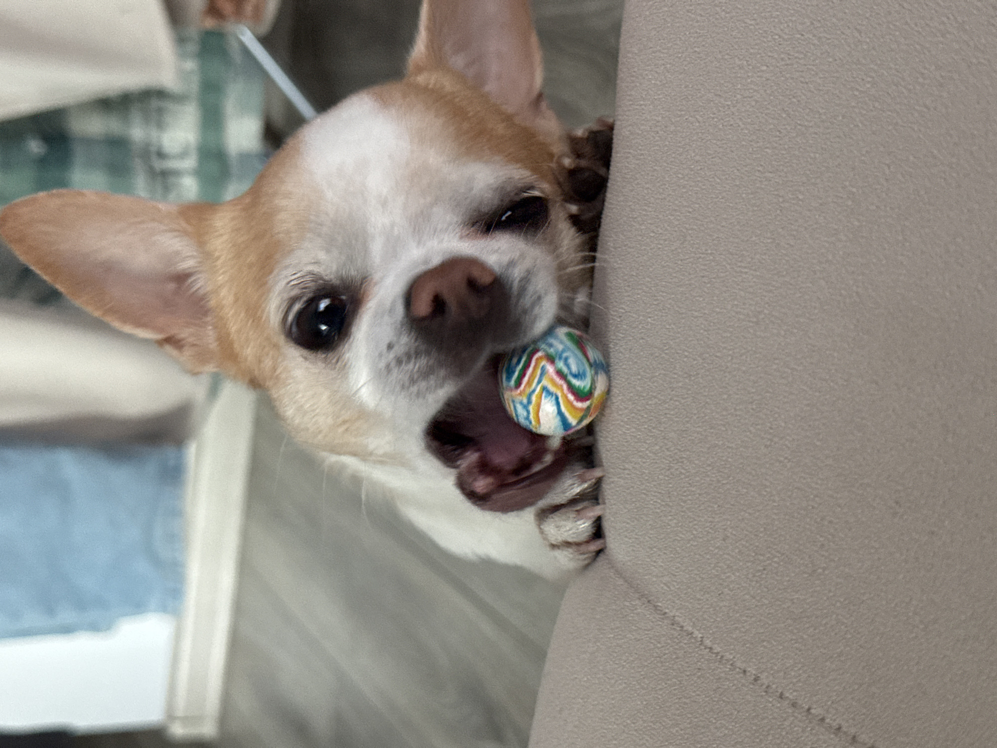 A tan and white chihuahua dog is depicted in a close-up, partially submerged in the frame, with its head and upper body visible. The dog is holding a small, colorful striped ball in its mouth. The dog is nestled against a light beige, possibly suede, surface, which appears to be the side of a piece of furniture. The dog’s front paws are visible, gripping the edge of the furniture. The background is slightly blurred, showing a partially visible white door frame, and a blurry plaid pattern in greens and whites. The location is unknown.