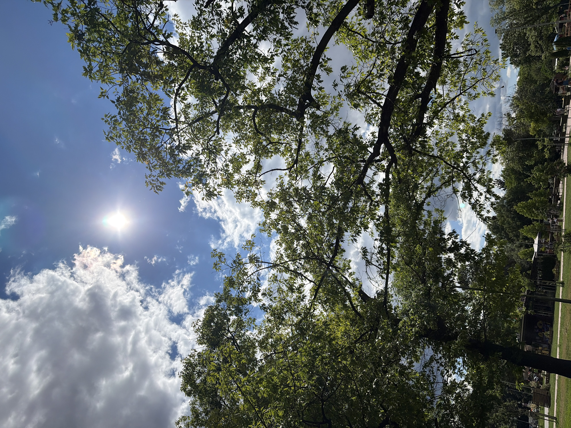 The image captures a view of the sky through the branches of a large tree. The sun is shining brightly, creating a lens flare effect in the upper left quadrant of the image. There are white, fluffy clouds scattered across a bright blue sky. The tree branches are thick and leafy, with green foliage obscuring parts of the sky. The lower portion of the image shows a park-like setting with grass, pathways, and some distant structures that appear to be market stalls or small buildings. There are a few people visible in the background, walking or standing. The overall impression is a sunny day in a park.