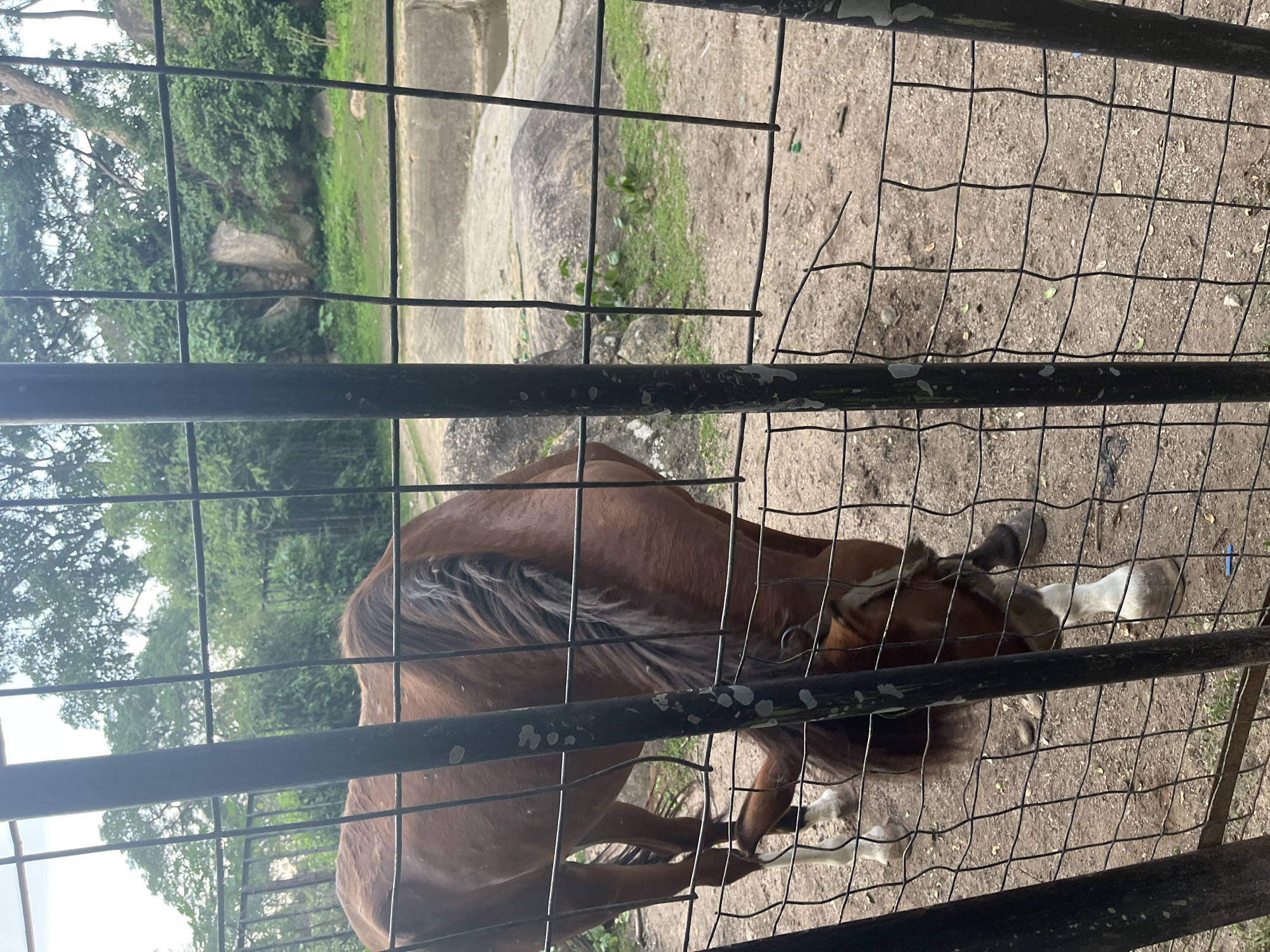 A brown horse is standing in an enclosure at the zoo in Jos, Nigeria. The enclosure is made of metal bars and wire mesh, with a dirt floor. In the background, there are trees and rocks, suggesting a naturalistic habitat. The horse appears to be grazing or drinking, with its head lowered. The lighting is natural, and the scene is captured from a slightly low angle, looking through the enclosure. The overall impression is that of an animal in a controlled environment, likely a zoo or wildlife park.
