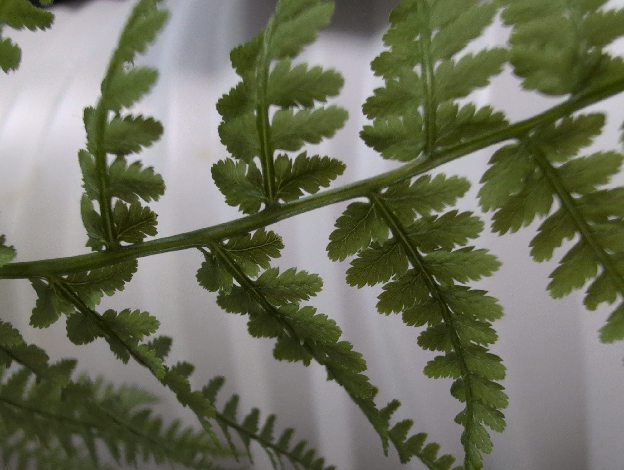 A close-up, macro photograph of a green fern frond against a blurred, white background. The frond is the primary subject, with its delicate, segmented leaves clearly visible. The stem of the frond is also visible, running vertically through the center of the image, with smaller leaflets branching off on either side. The texture of the leaves appears slightly fuzzy, and some small dark spots are visible on their surfaces. The lighting is diffused, creating soft shadows and highlighting the intricate details of the plant. No people, animals, or man-made objects are present in the image. The image depicts a natural element, likely photographed indoors or in a controlled environment given the plain white background. There is no information in the image to indicate its location in Saint Petersburg, Russia.
