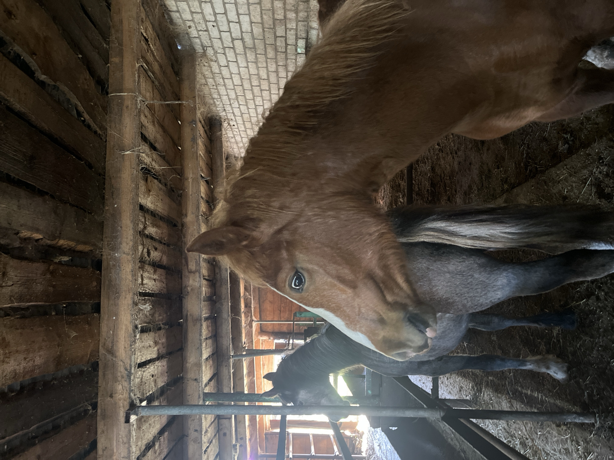 The image shows a horse in a stable. The horse is brown with a white blaze on its face. There is another horse, gray, behind the brown one. The stable has wooden walls and a brick ceiling. The floor appears to be dirt and straw. There are metal bars in the foreground. The location in Krasnaya Gorka, Russia, is not determined by the image.