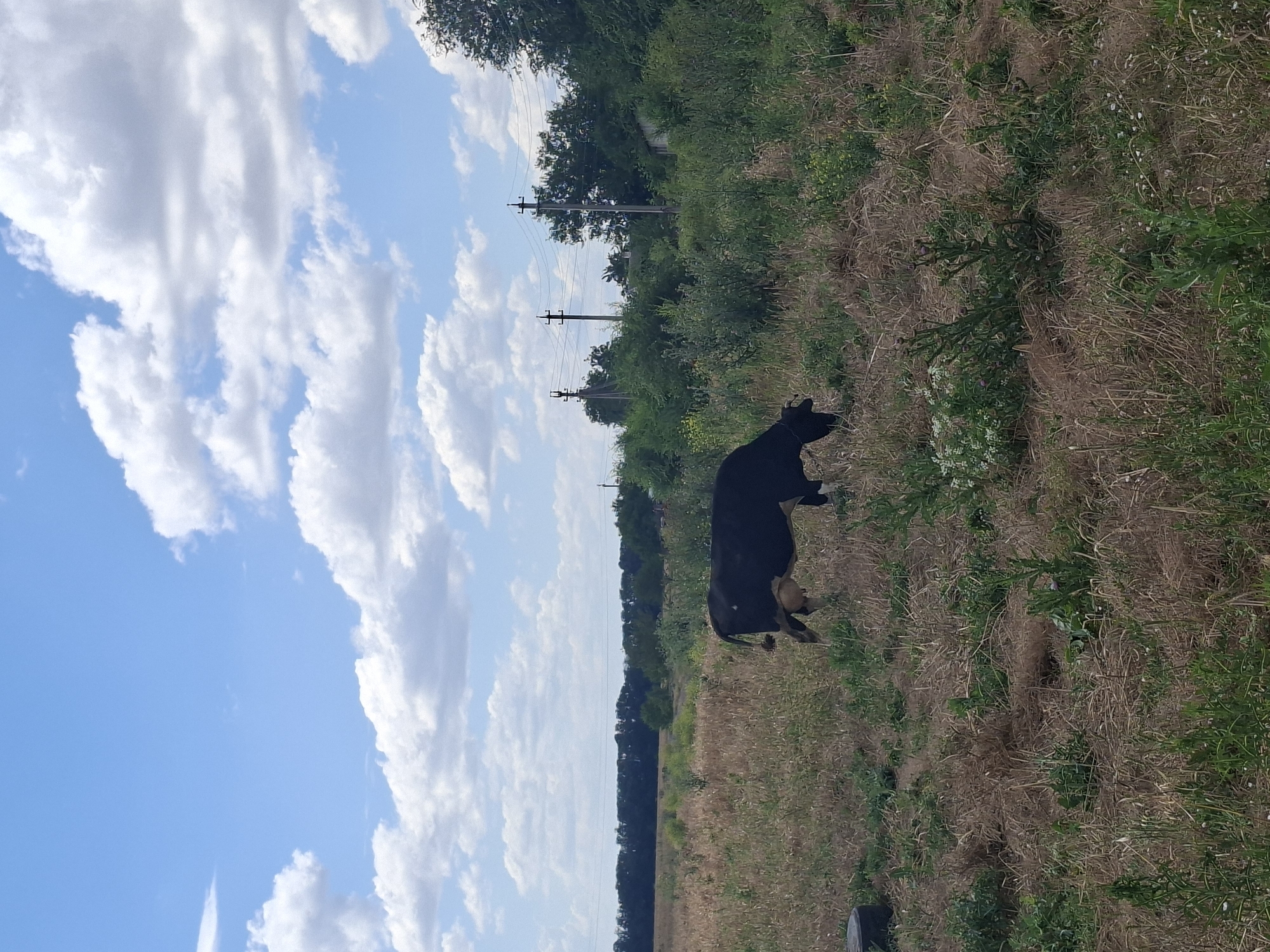 A black cow grazes in a dry, grassy field under a blue sky with scattered white clouds. The field is bordered by a line of trees in the distance. In the middle ground, there are power lines supported by utility poles. A small, light-colored building is visible behind the trees on the right side of the image. The overall scene depicts a rural or semi-rural environment.
