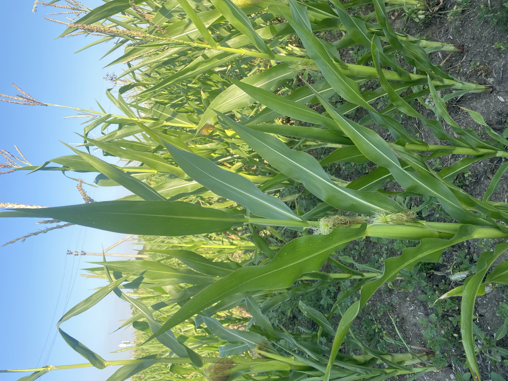 The image depicts a cornfield in Mais'ke, Ukraine. The foreground is dominated by several stalks of corn, with lush green leaves and developing ears. The corn plants are tall and densely packed, creating a sense of a mature crop. In the background, the field continues, with more cornstalks stretching towards the horizon. The sky above is a clear, bright blue, suggesting a sunny day. A few utility poles and wires are visible in the distance, indicating the presence of infrastructure near the agricultural land. The ground is covered with dark soil, with some low-lying green plants interspersed among the corn stalks. The overall scene is one of a thriving agricultural landscape under a clear sky.