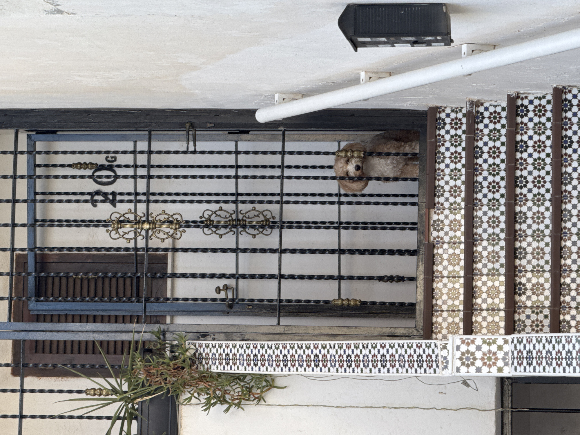 A small, light brown dog with curly fur stands on a tiled staircase behind a black wrought-iron gate. The staircase has steps adorned with mosaic tiles in a geometric pattern of white, brown, green, and blue. The gate has vertical bars with decorative scrollwork and a latch. Above the gate, the number "20G" is visible. To the left of the gate, a green plant with thin leaves grows in a pot. A white pipe runs along the right side of the stairs, secured by brackets. A dark mailbox is mounted on the wall to the right of the pipe. The wall is painted a light, textured color. The scene appears to be the entrance to a building in Torrevieja, Spain.