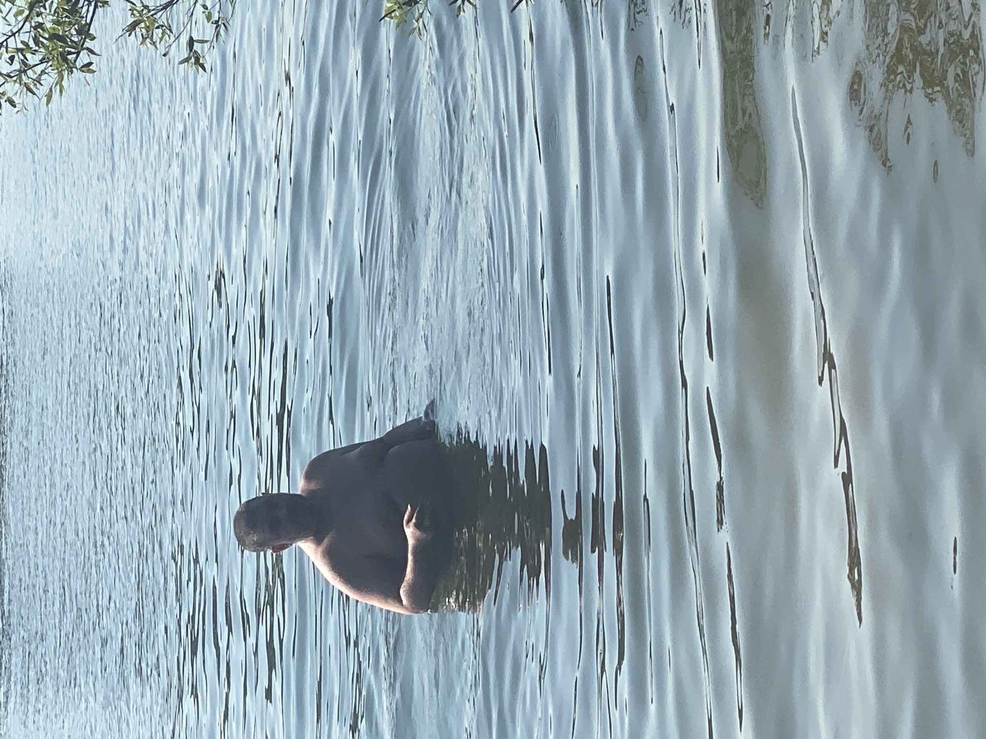 A person is standing in the water, submerged up to their chest. The person has short dark hair and appears to be male. The water is calm with slight ripples, reflecting the sky which appears to be overcast. There are some green leaves visible on the right side of the image, indicating vegetation. The scene is set in an outdoor environment, likely a lake or river. There is no identifiable urban infrastructure or landmarks to suggest a specific location within Novokuznetsk, Russia.