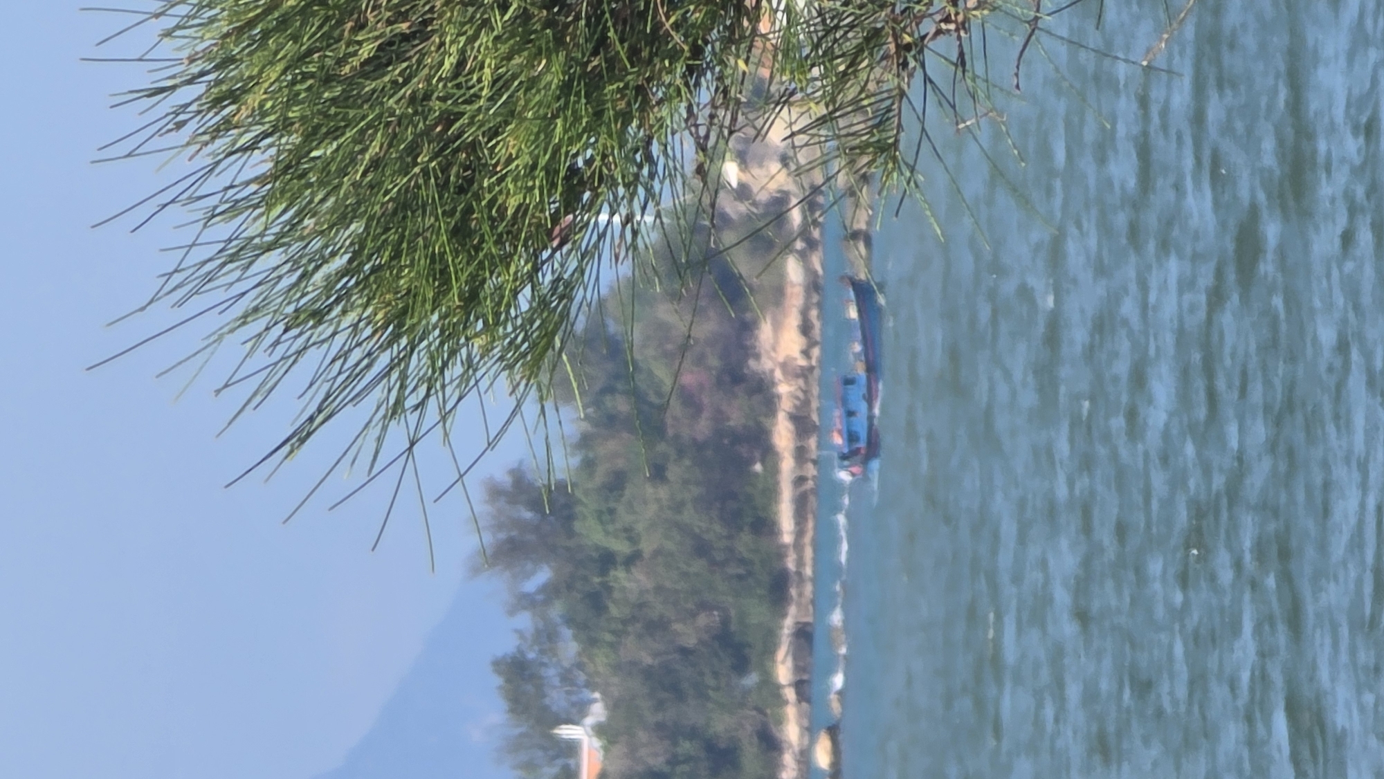 The image shows a waterfront scene in Nha Trang Ward, Vietnam. A body of water, potentially the ocean, fills much of the right side of the frame. A coastline, densely populated with trees, runs along the left side of the frame. A blue and red boat is seen on the water near the shoreline. In the upper-left corner, a pine-like tree partially obscures the view. The sky is visible in the background on the left side.