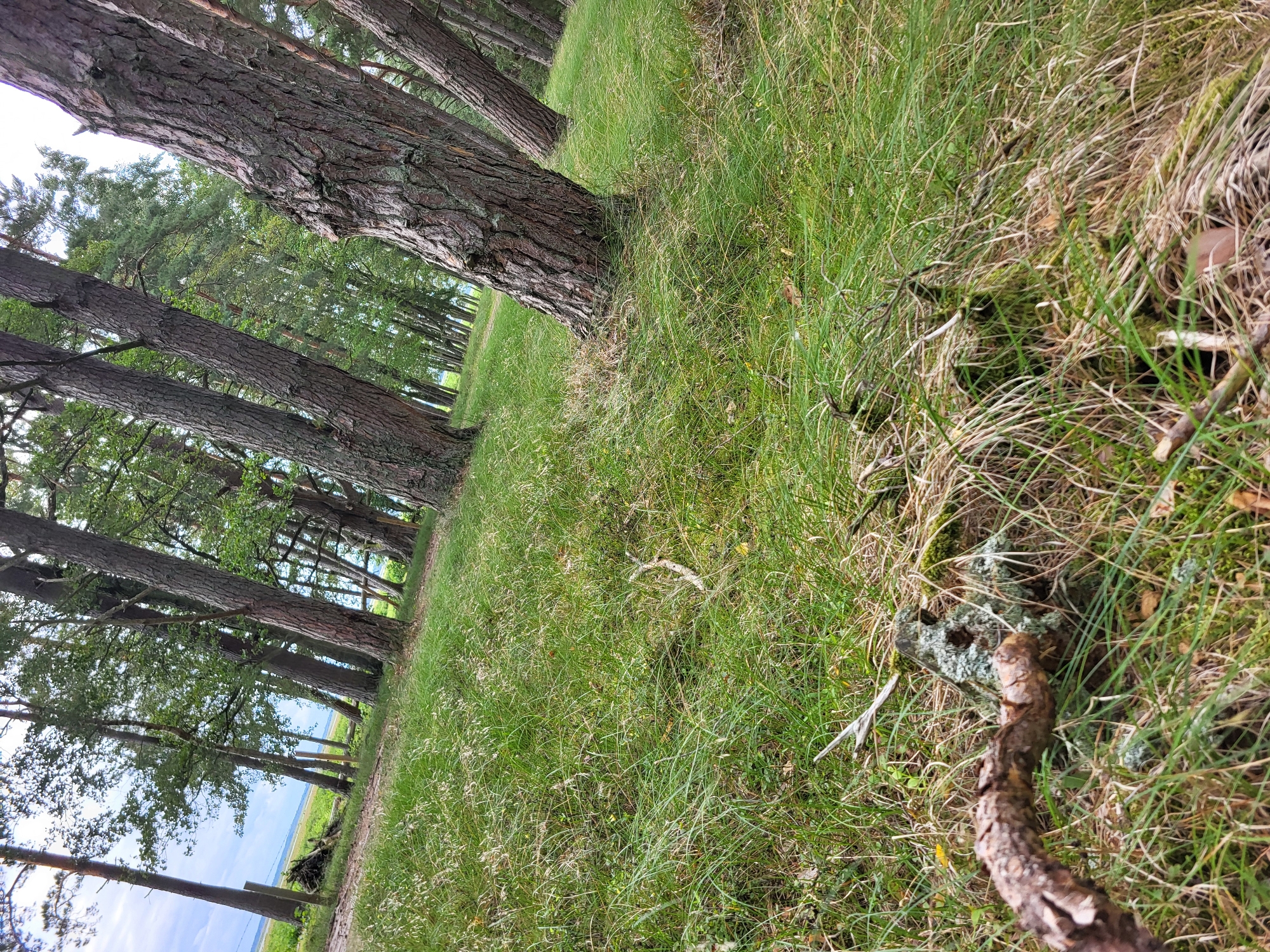 The image depicts a natural scene in Bērzciems, Latvia, characterized by a dense forest bordering a body of water. The foreground is dominated by tall, green grass and scattered dry leaves, with a weathered wooden branch lying across the lower left quadrant. In the midground and background, a stand of mature pine trees with rough bark are visible, leaning at various angles. The trees are interspersed with lush green foliage. Beyond the trees, a faint view of a body of water, possibly the Baltic Sea, and a cloudy sky can be seen. The overall impression is one of a serene, natural landscape.