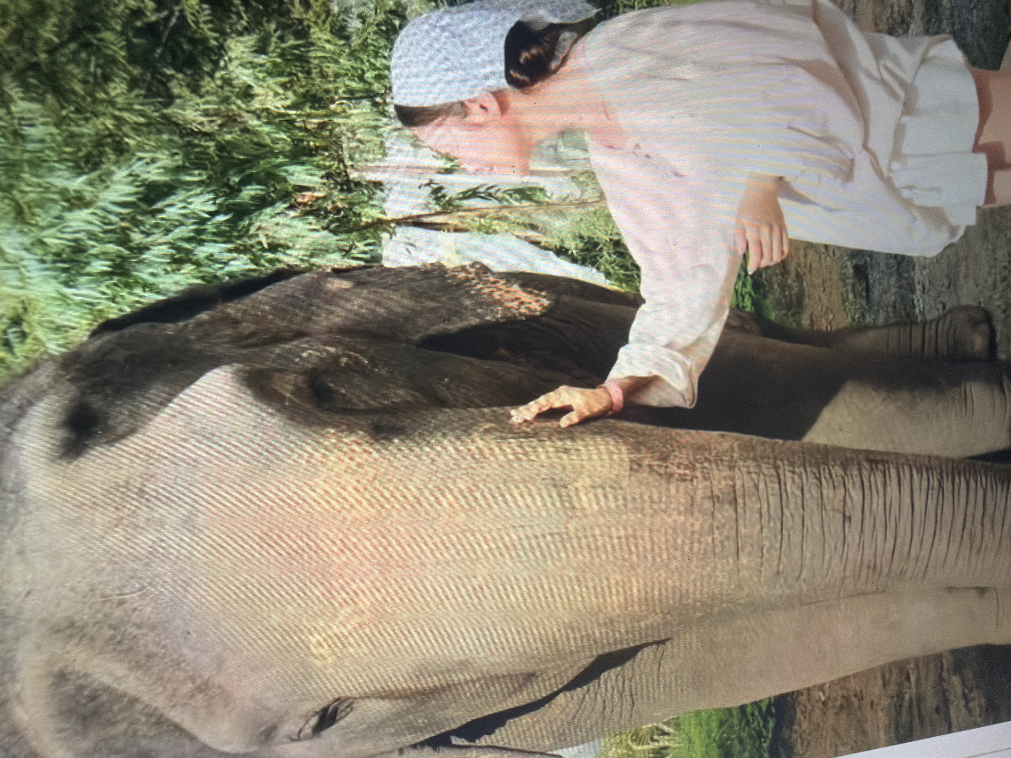 The image depicts an outdoor scene in Shumen, Bulgaria, featuring a large elephant and a human female interacting. The elephant, a gray-brown-skinned pachyderm with visible wrinkles and textured skin, is positioned in the left and central portions of the frame, presented in a partial profile facing right. Its head, trunk, and the upper part of its body are clearly visible, with lighter patches of skin discernible on its forehead. Its left eye is partially visible. On the right side of the frame, a female individual is shown in profile, facing the elephant. She is dressed in a light-colored, long-sleeved tunic or shirt, white shorts, and a light-colored head covering over her pulled-back hair. Her right hand is extended, gently making contact with the elephant's upper face, near its temple. Her head is tilted upwards, directed towards the elephant's head. The background consists of dense green foliage, suggesting a natural and heavily vegetated environment. The ground in the lower left area is visible as earth with some scattered green growth. The scene is illuminated by natural daylight.