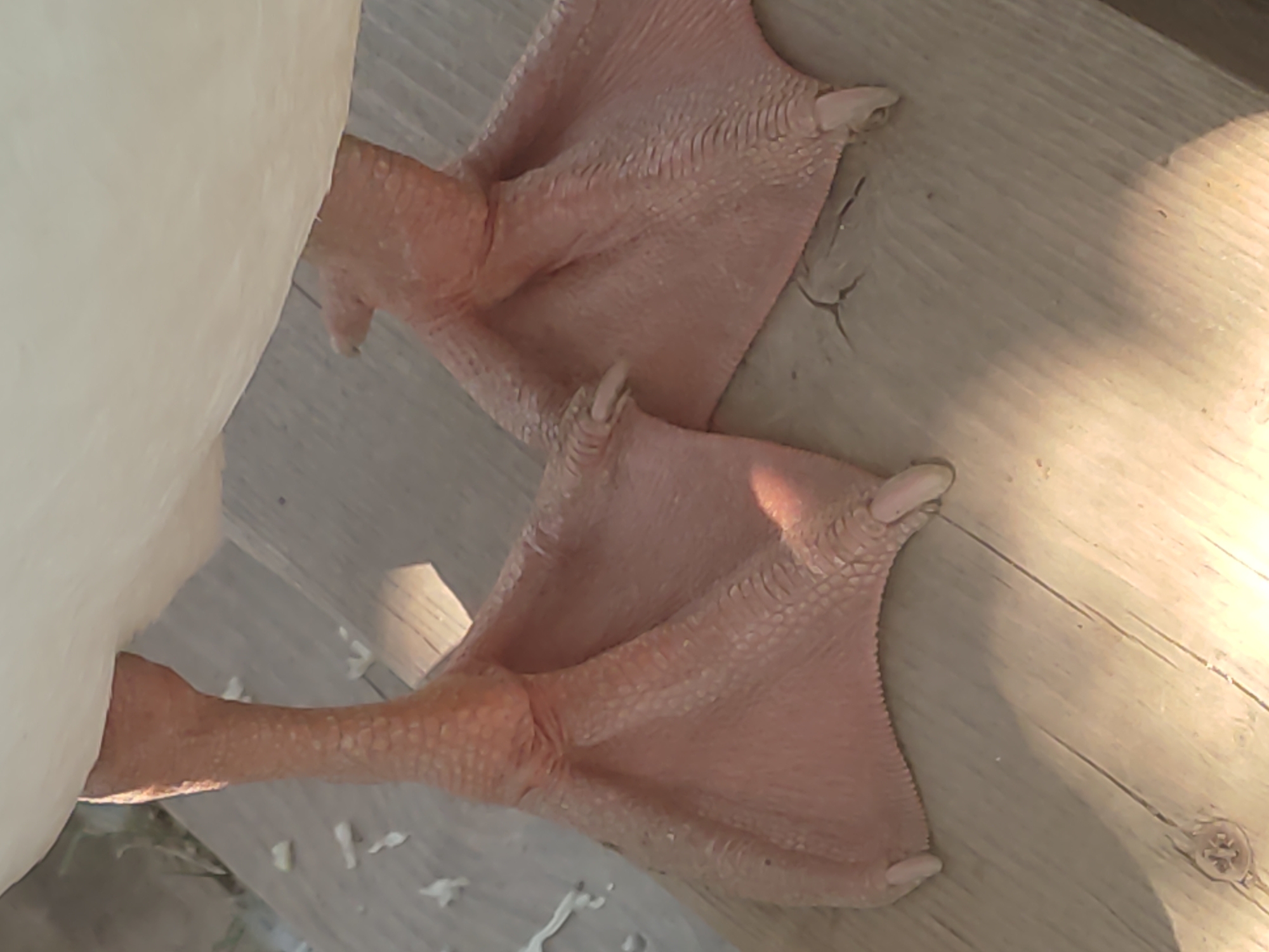An extreme close-up, eye-level, vertical shot shows the webbed feet of a white bird standing on a wooden surface. The bird's legs and webbed feet are light pink and textured with small scales. The webbing between the toes is prominent, and each toe ends in a blunt, light-colored claw. The wooden surface is light brown and appears weathered, with visible grain and cracks. Sunlight casts shadows on the wood. In the background, out of focus, are hints of greenery and scattered white debris.