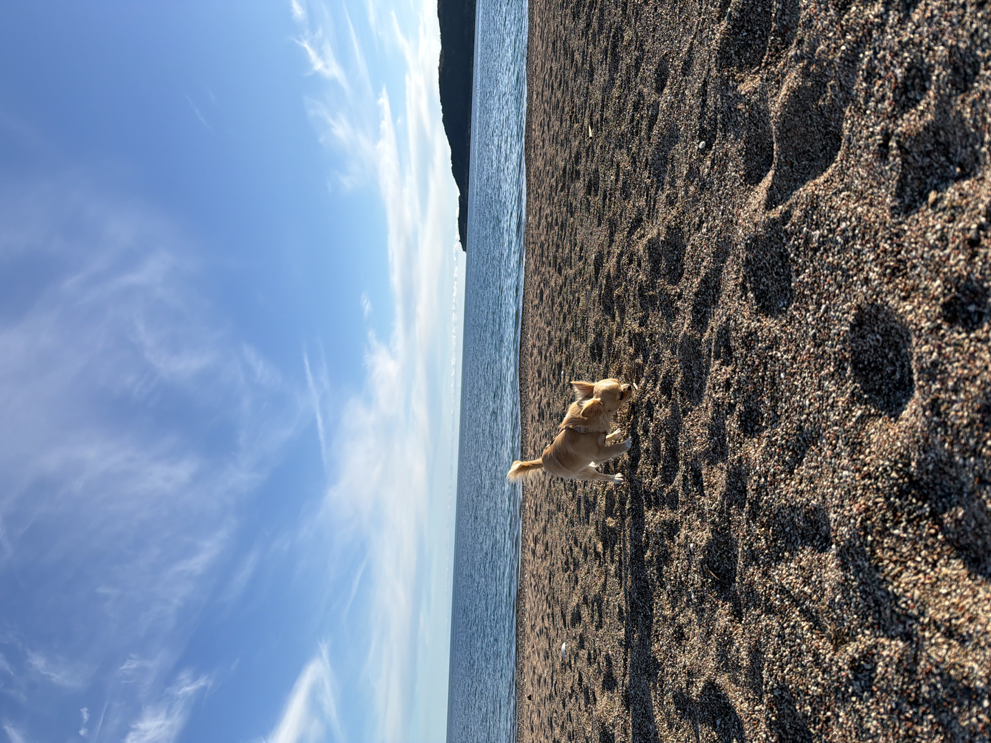 The image depicts a beach scene in Boreti, Montenegro. The camera is oriented vertically, showing a sandy shore transitioning to the sea, with a mountain visible in the distance. A small, light-tan dog with a harness stands on the beach. The sky is blue with wispy clouds.